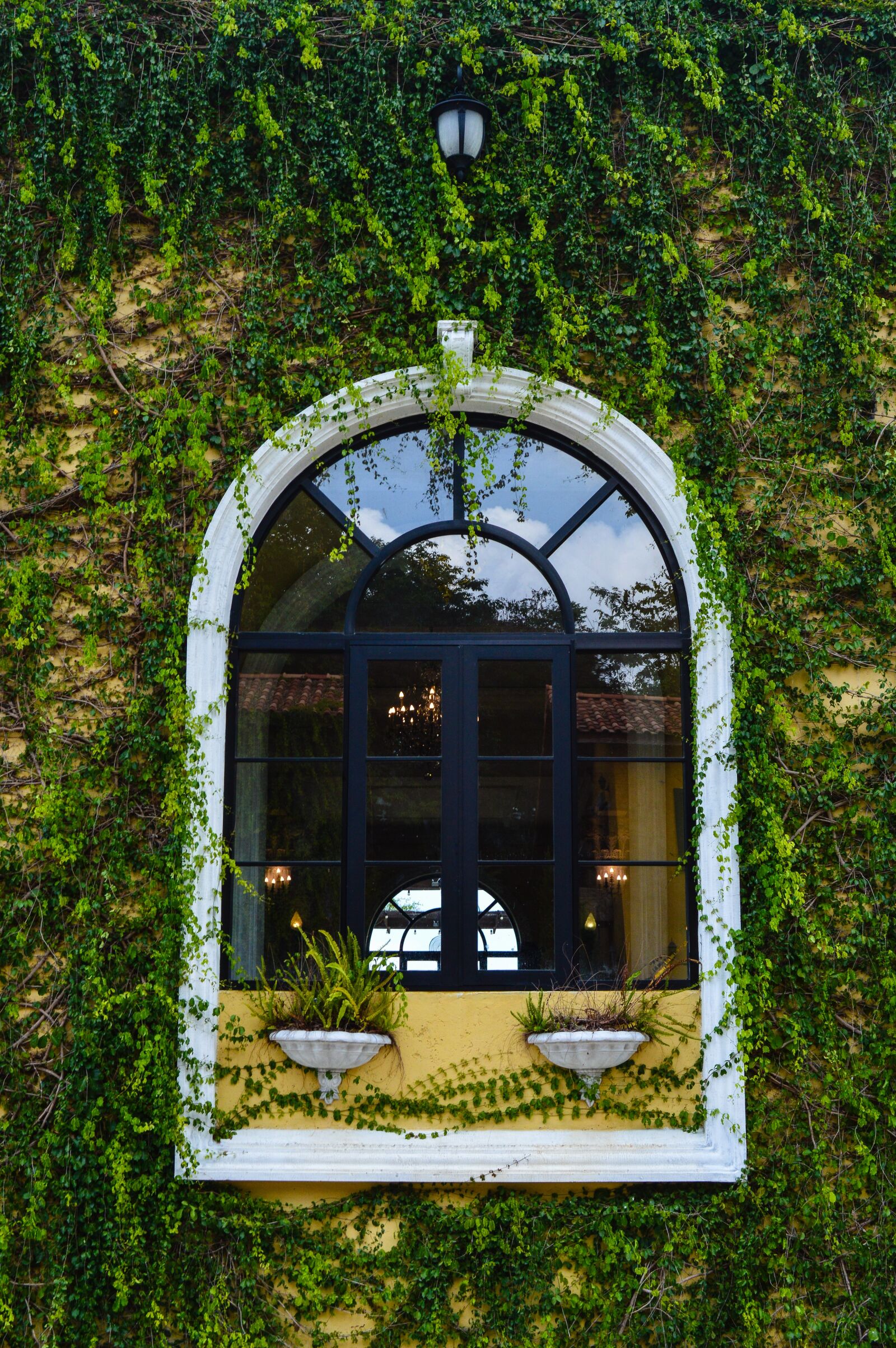 Nikon D3200 sample photo. Window, ivy, italy photography