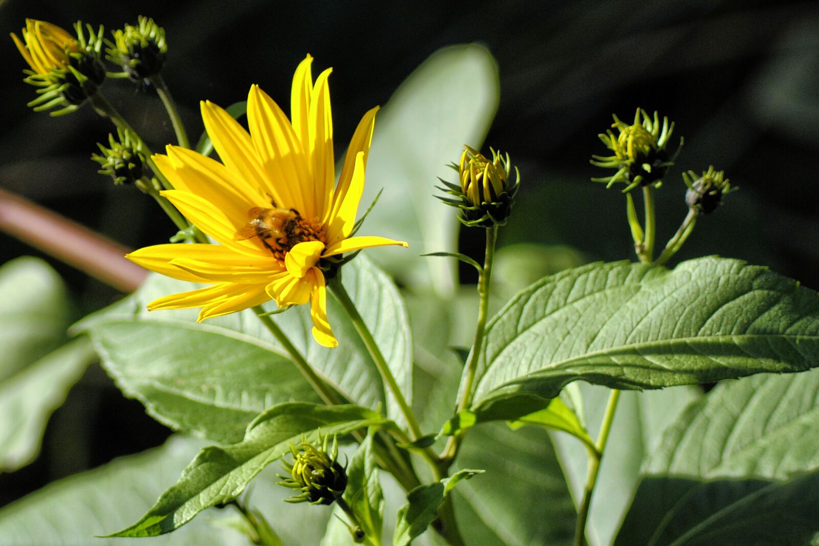 Nikon D3000 sample photo. Flower, nature, yellow photography