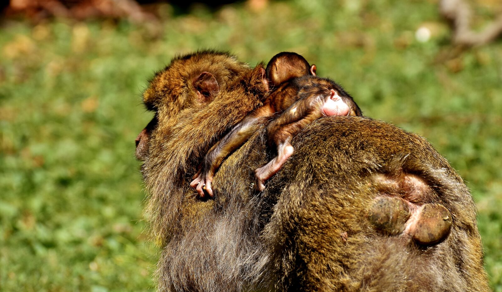 Nikon D7200 sample photo. Ape, baby monkey, barbary photography