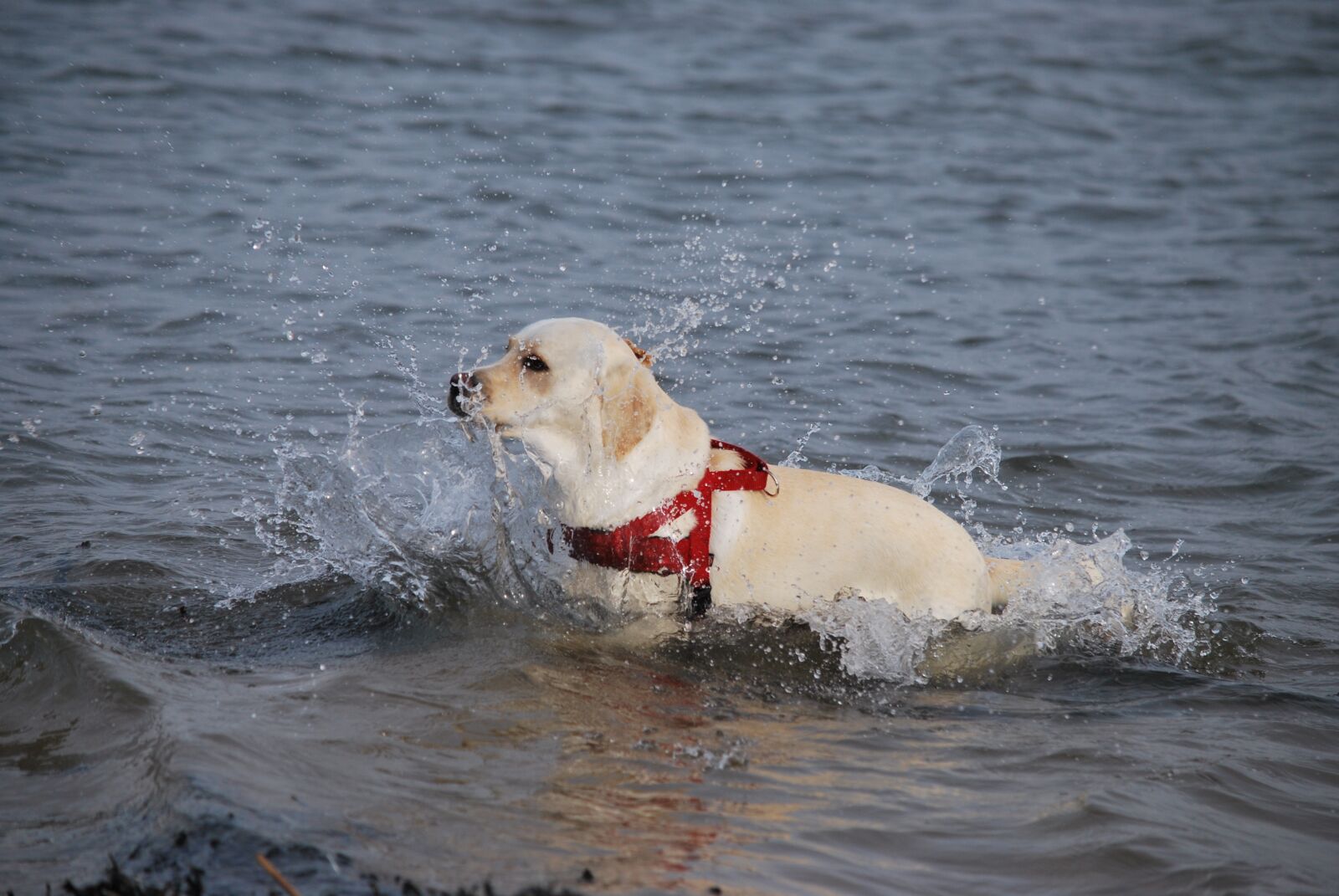 Nikon D60 sample photo. Animal, dog, labrador photography