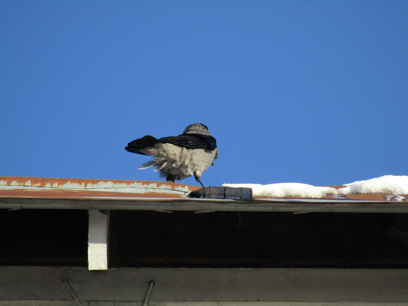 Canon PowerShot SX420 IS sample photo