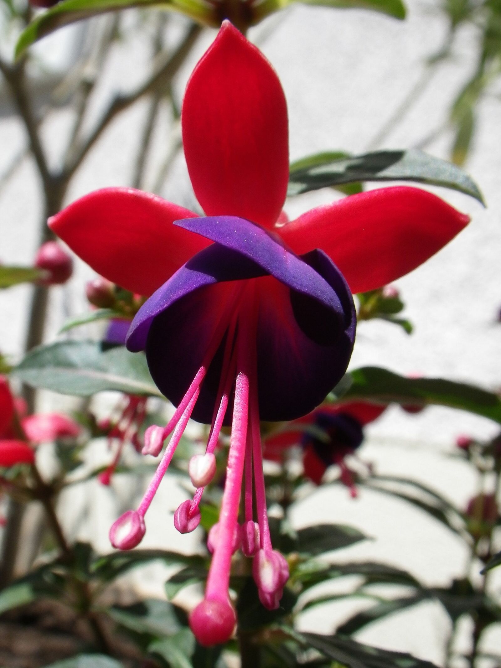 Pentax Optio W90 sample photo. Flower, nature, fuchsia photography