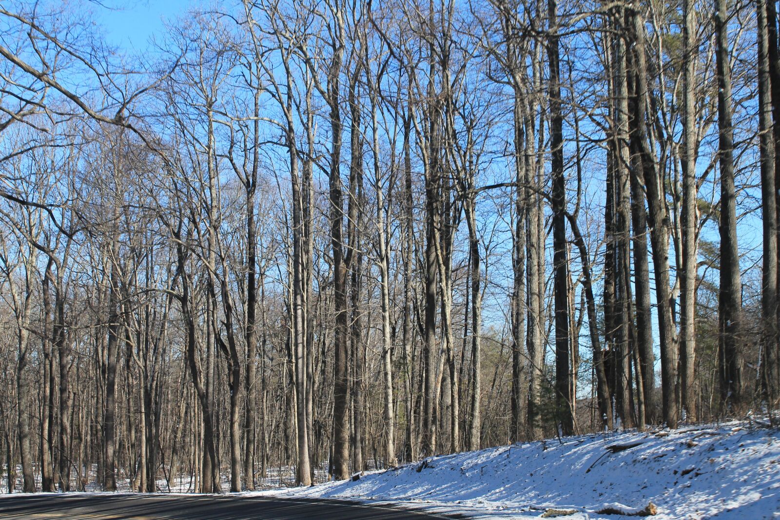 Canon EOS 1100D (EOS Rebel T3 / EOS Kiss X50) sample photo. Winter, trees, texture photography