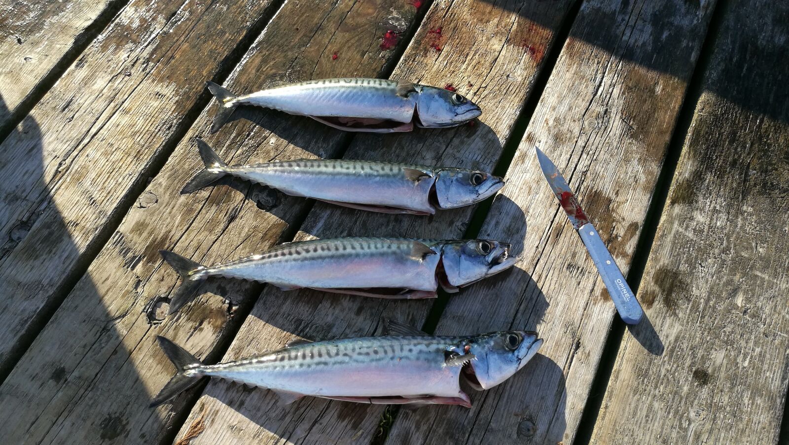 HUAWEI P9 sample photo. Mackerel, exempt, fish photography