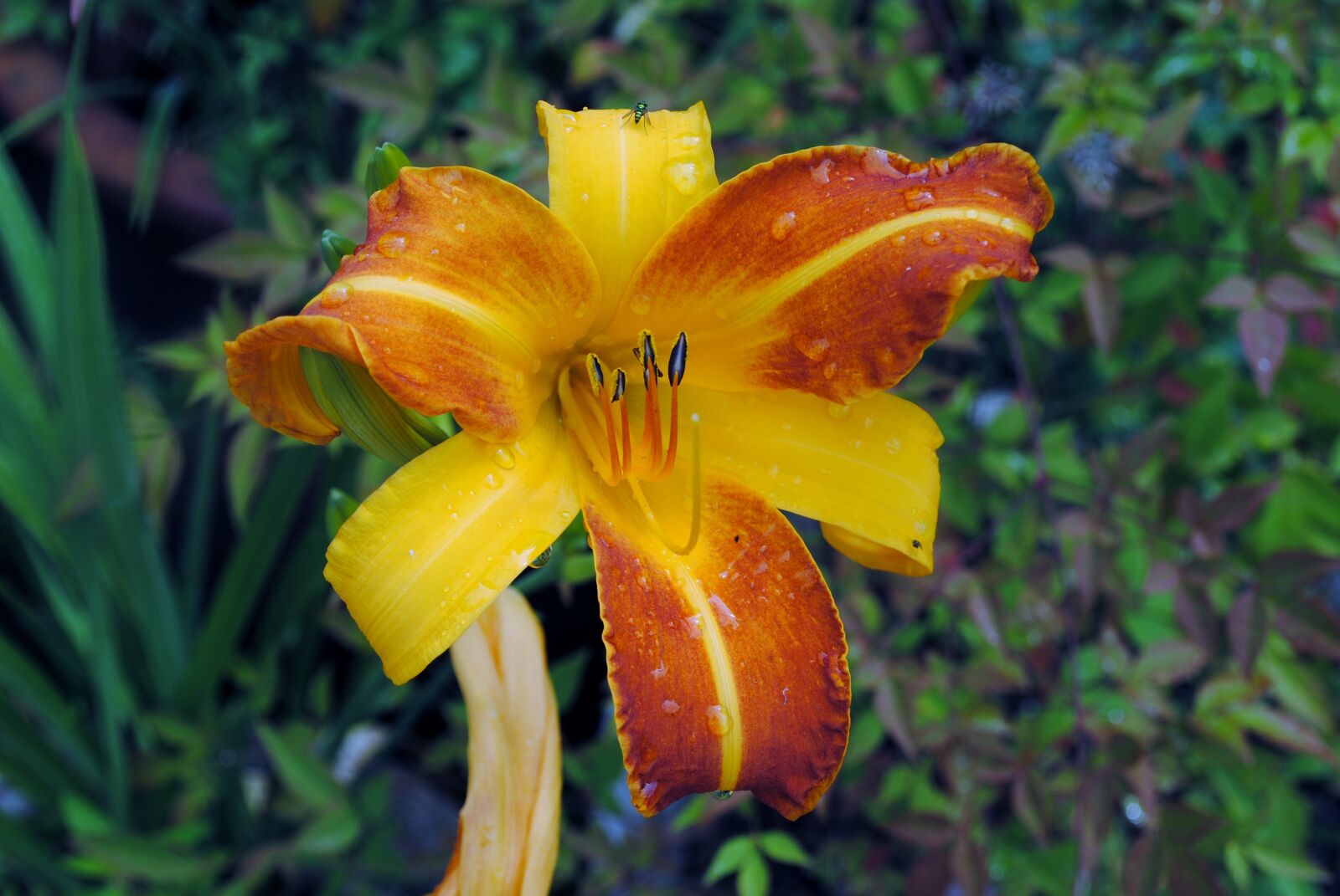 Nikon D3000 sample photo. Lily, flower, orange photography