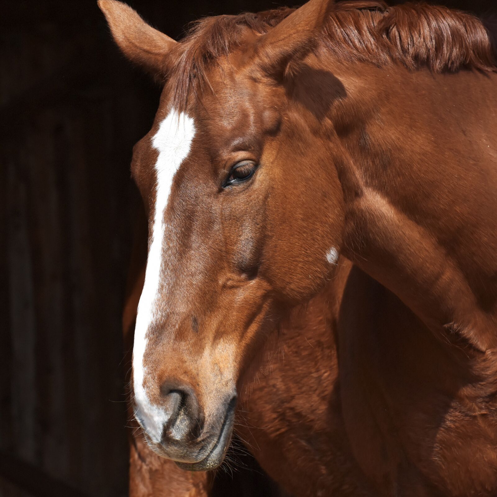Nikon D7200 sample photo. Horse, brown, portrait photography