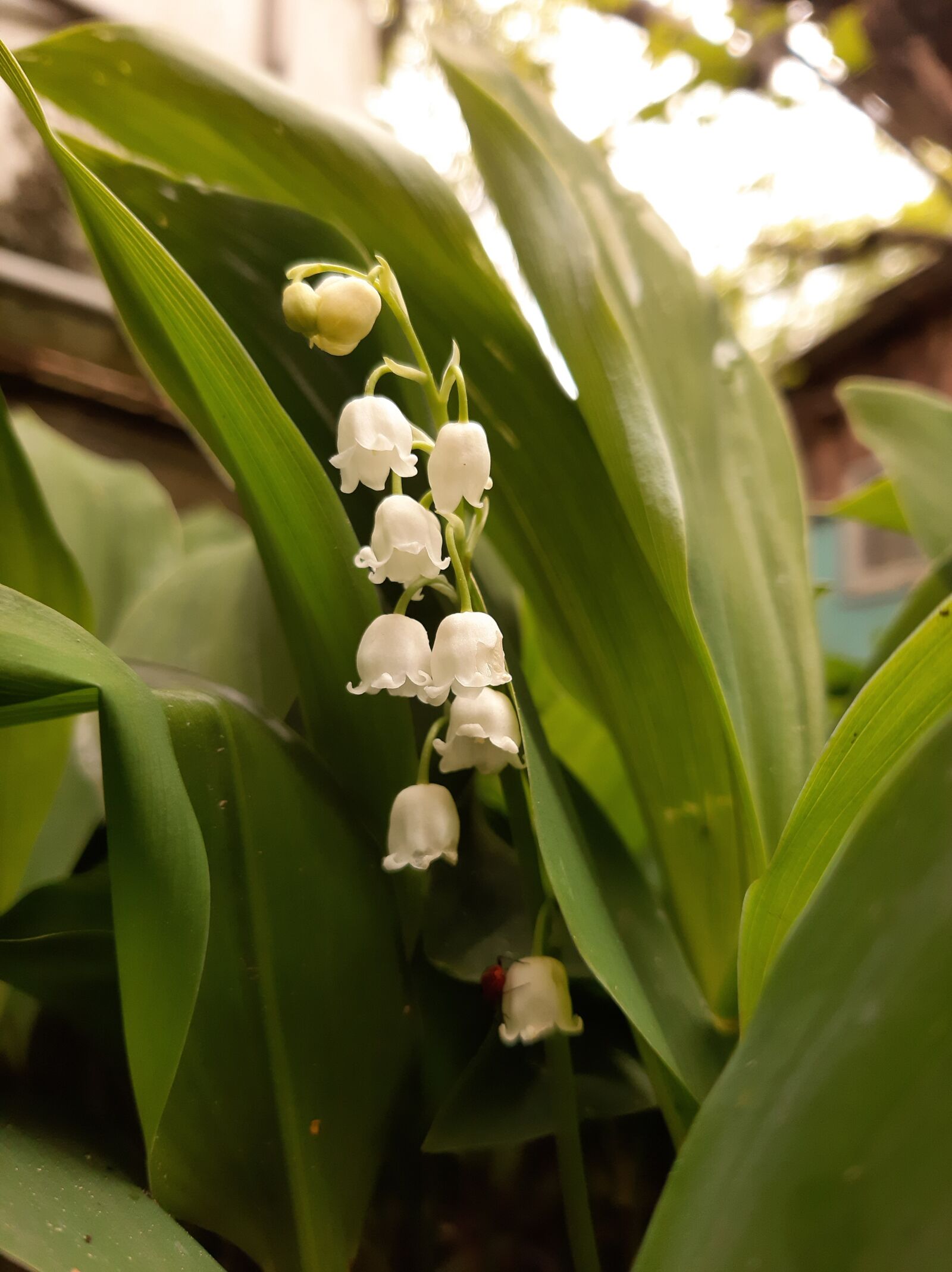 Samsung Galaxy A50 sample photo. Green, white, lily-of-the-valley photography