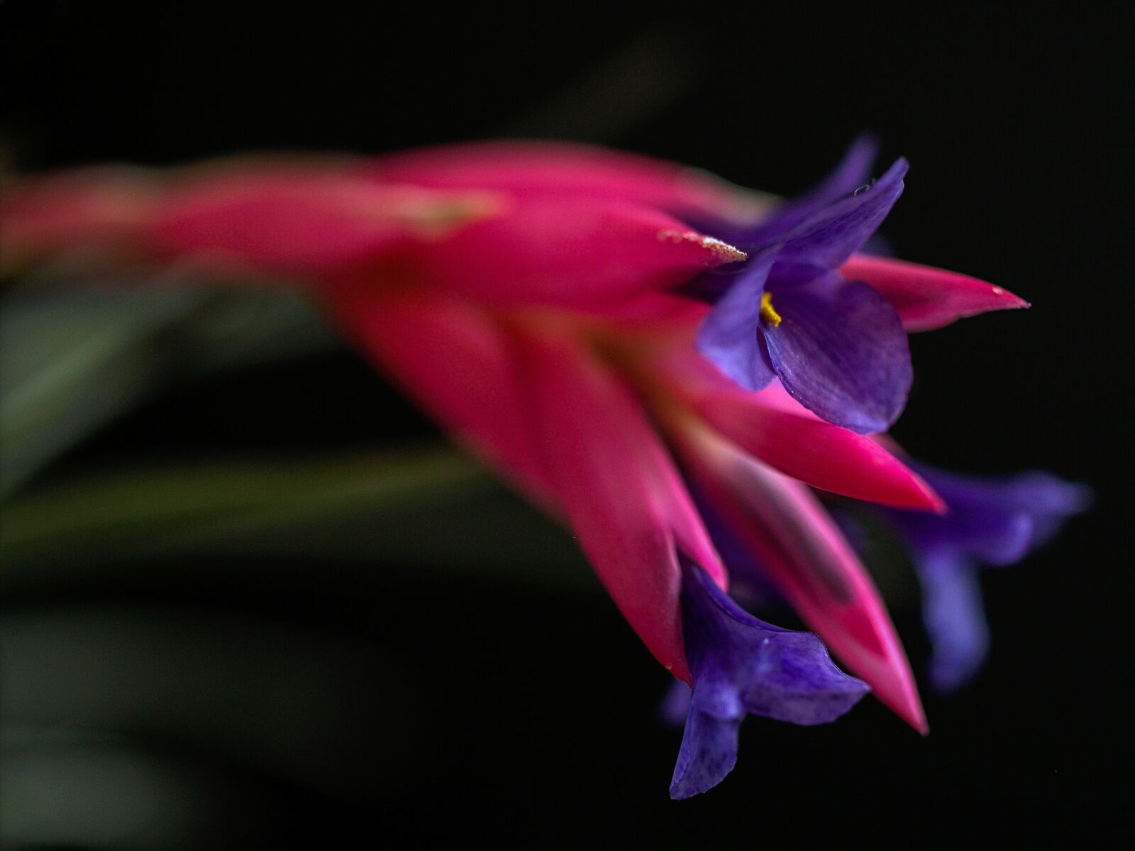 Olympus E-500 (EVOLT E-500) sample photo. Sukulent, flower, purple photography