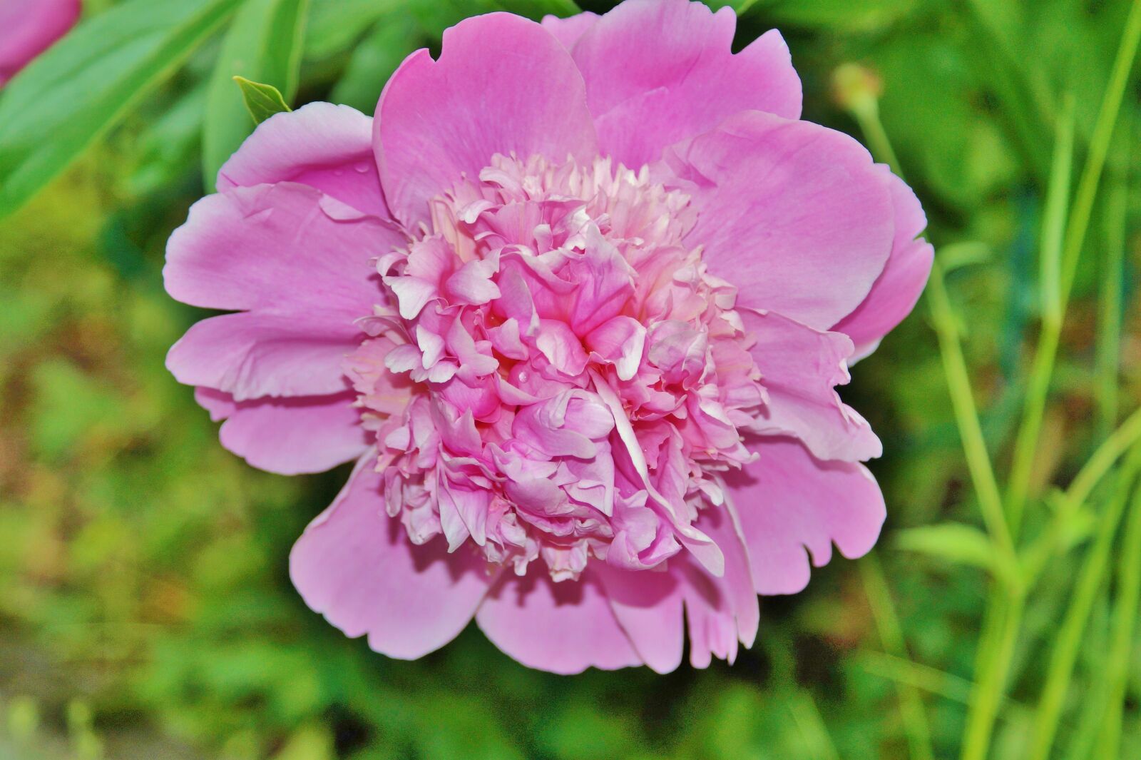 Sony DT 18-70mm F3.5-5.6 sample photo. Peony, flower, flower garden photography