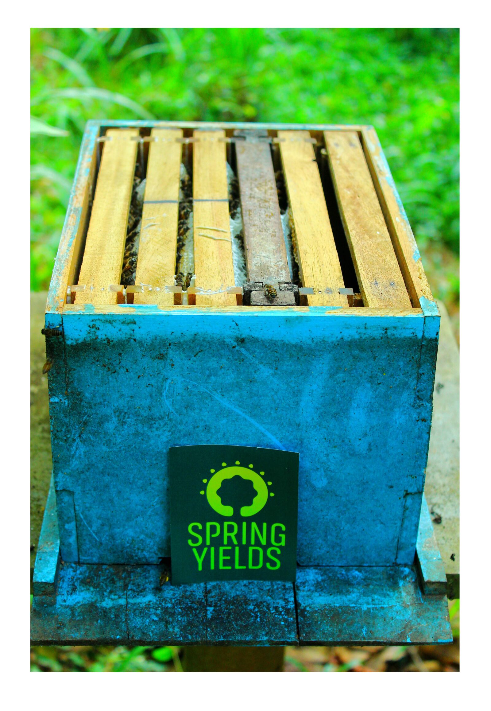 Canon EOS 700D (EOS Rebel T5i / EOS Kiss X7i) sample photo. Honey, beehive, honeybee photography