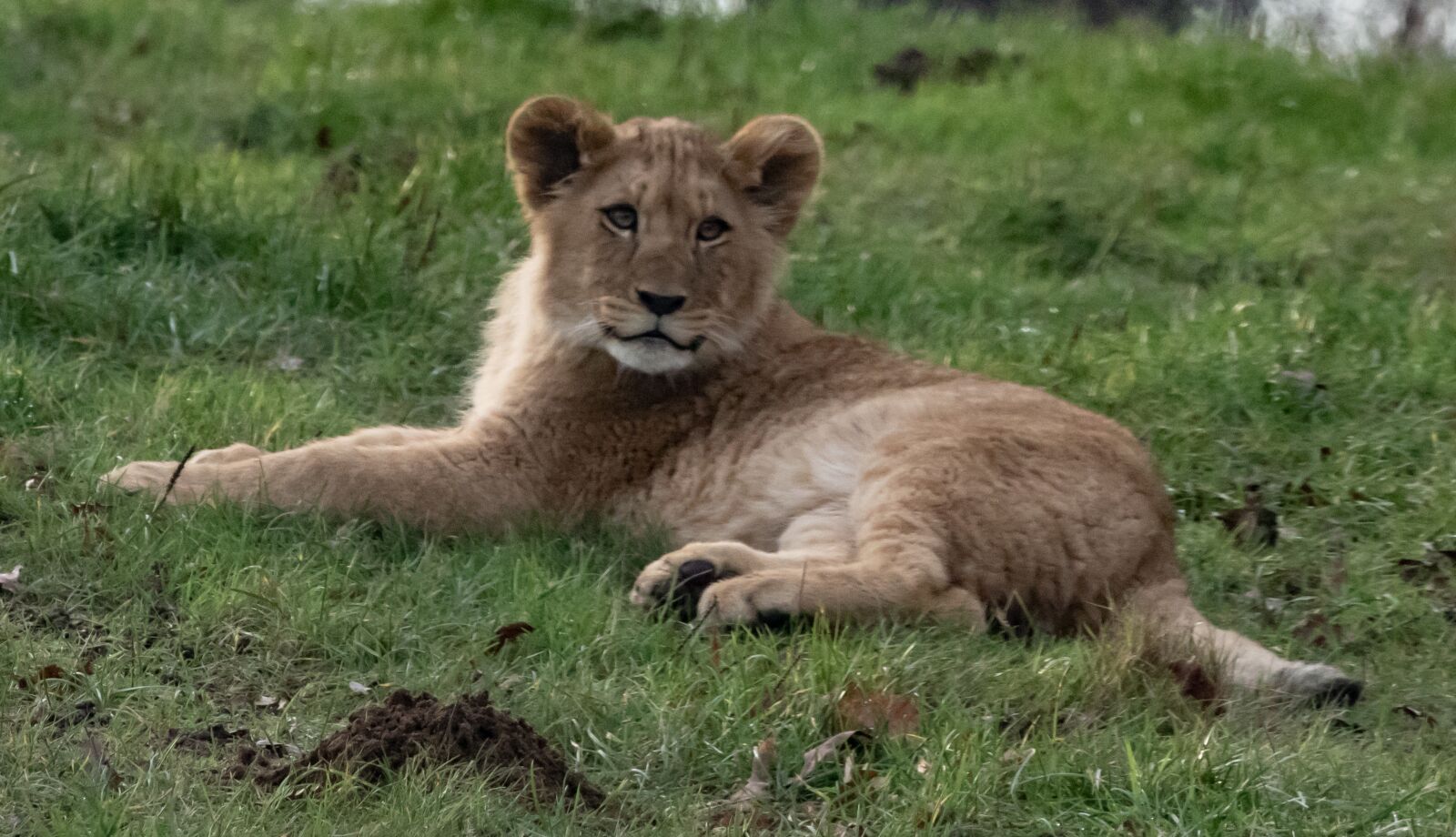 Canon EOS 7D Mark II sample photo. Lion cub, hunter, pack photography