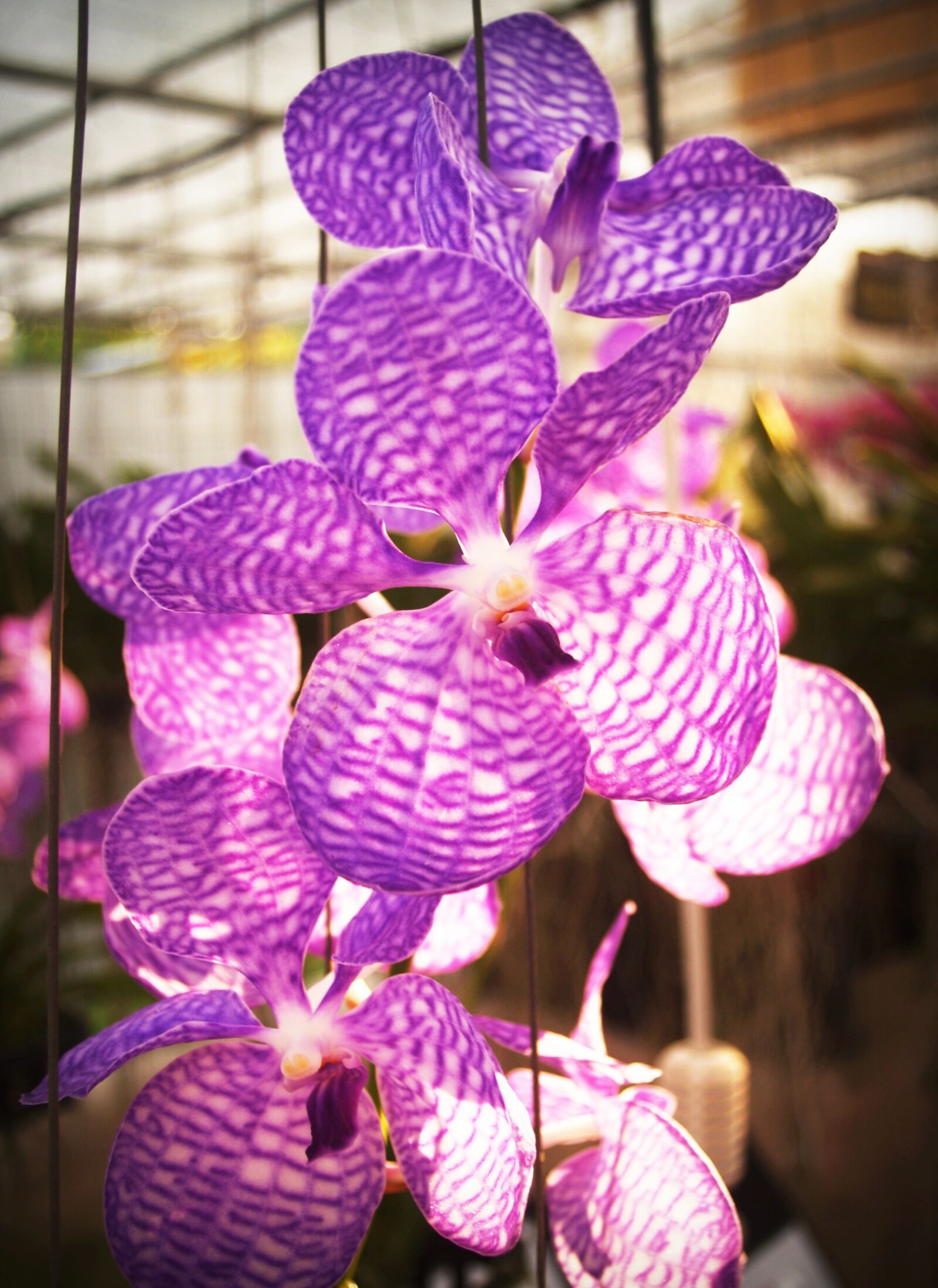 Olympus E-300 (EVOLT E-300) sample photo. Flower, orchid, tropical photography
