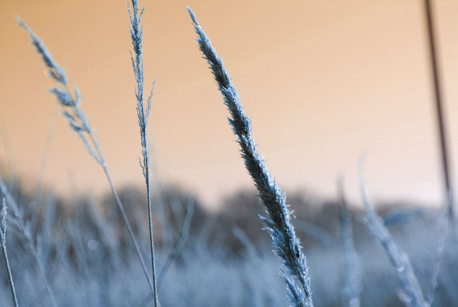 Nikon D3000 sample photo. Winter, snow, nature photography