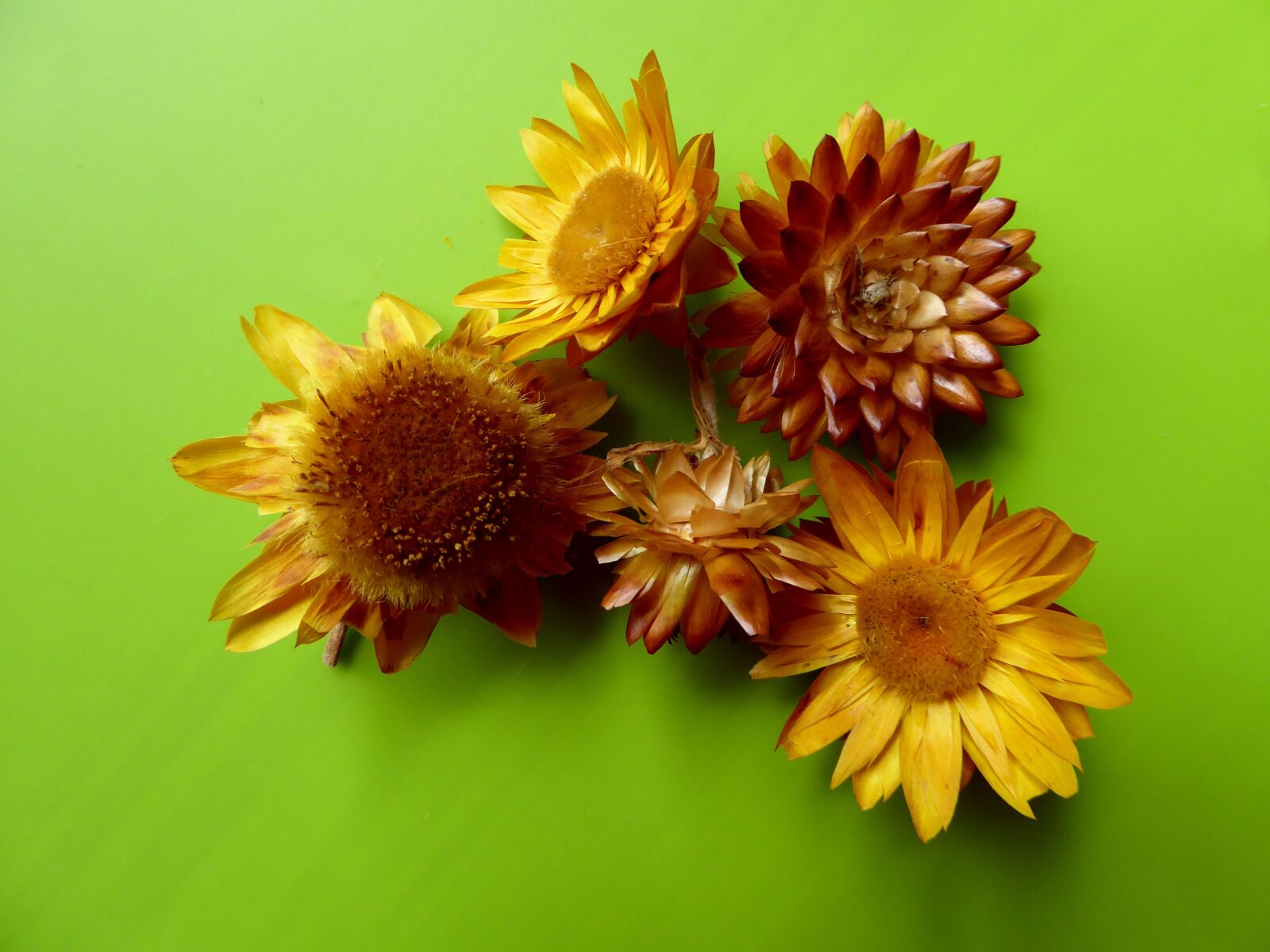 Panasonic DMC-TZ61 sample photo. Dry flowers, yellow, autumn photography