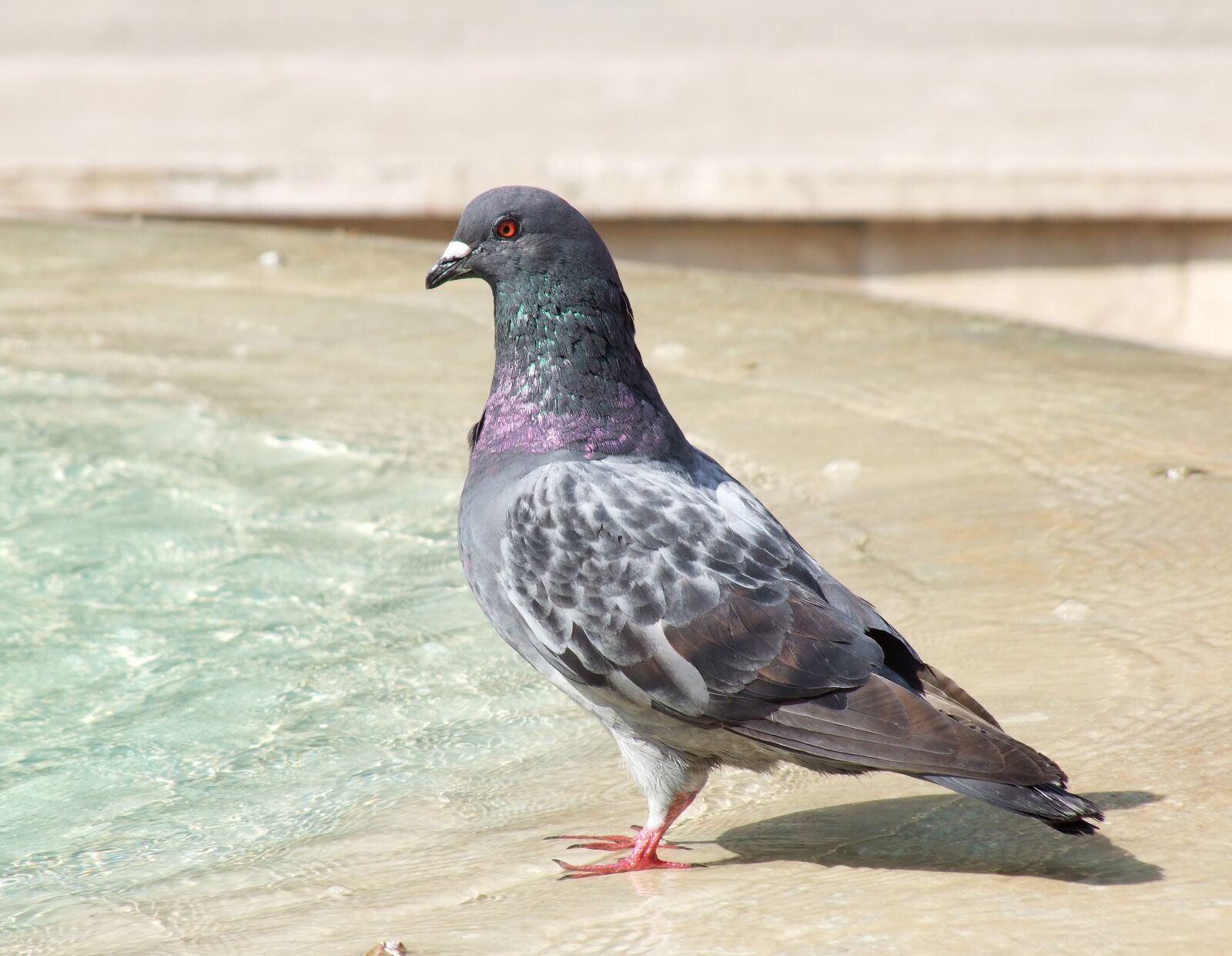 Fujifilm FinePix S100fs sample photo. Pigeon, bird, beautiful photography