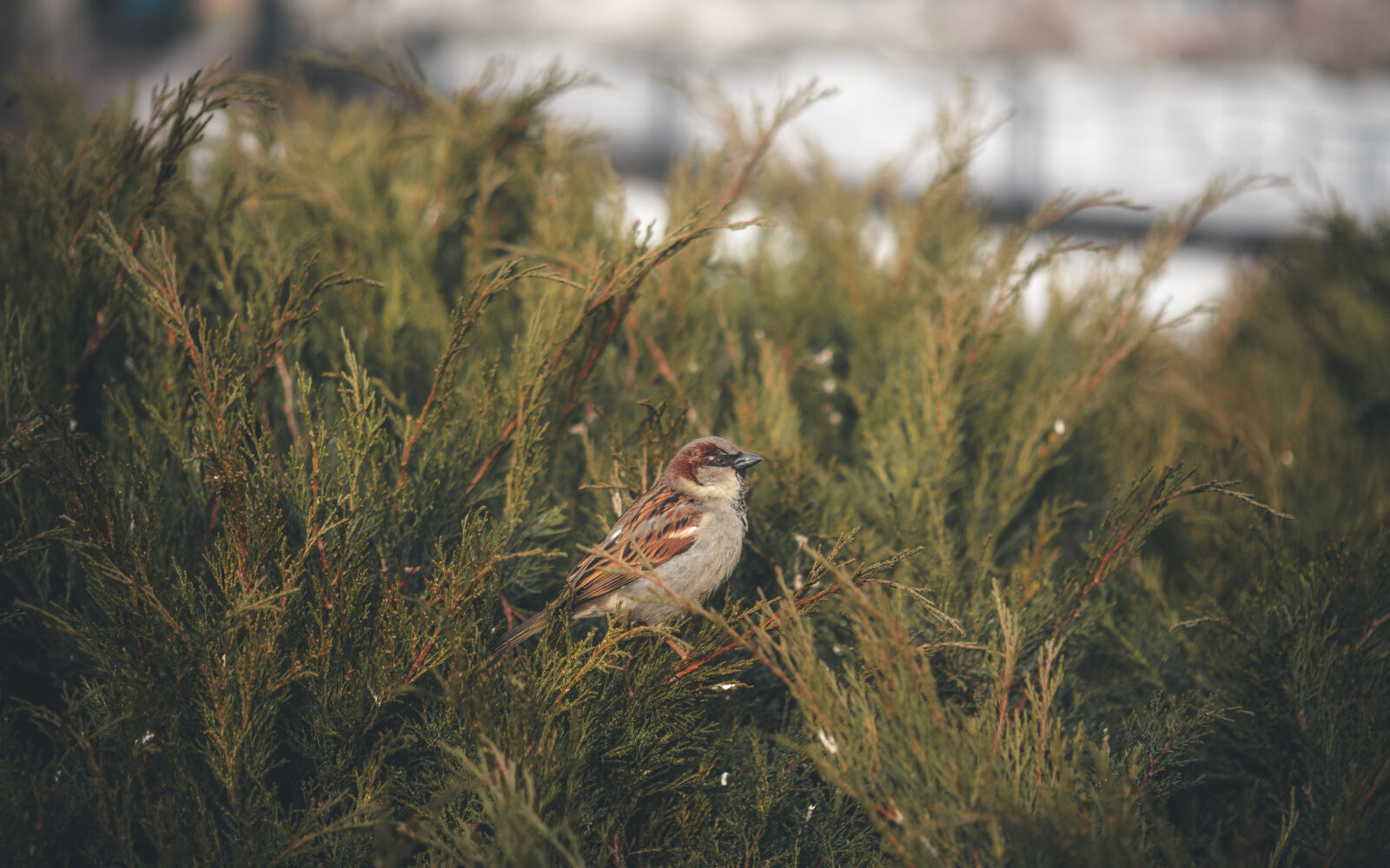 Nikon D750 sample photo