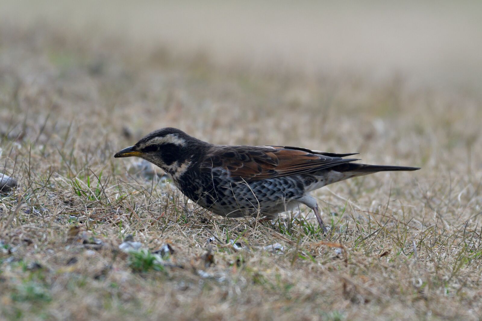 Nikon D500 sample photo. Bird, wild animals, natural photography