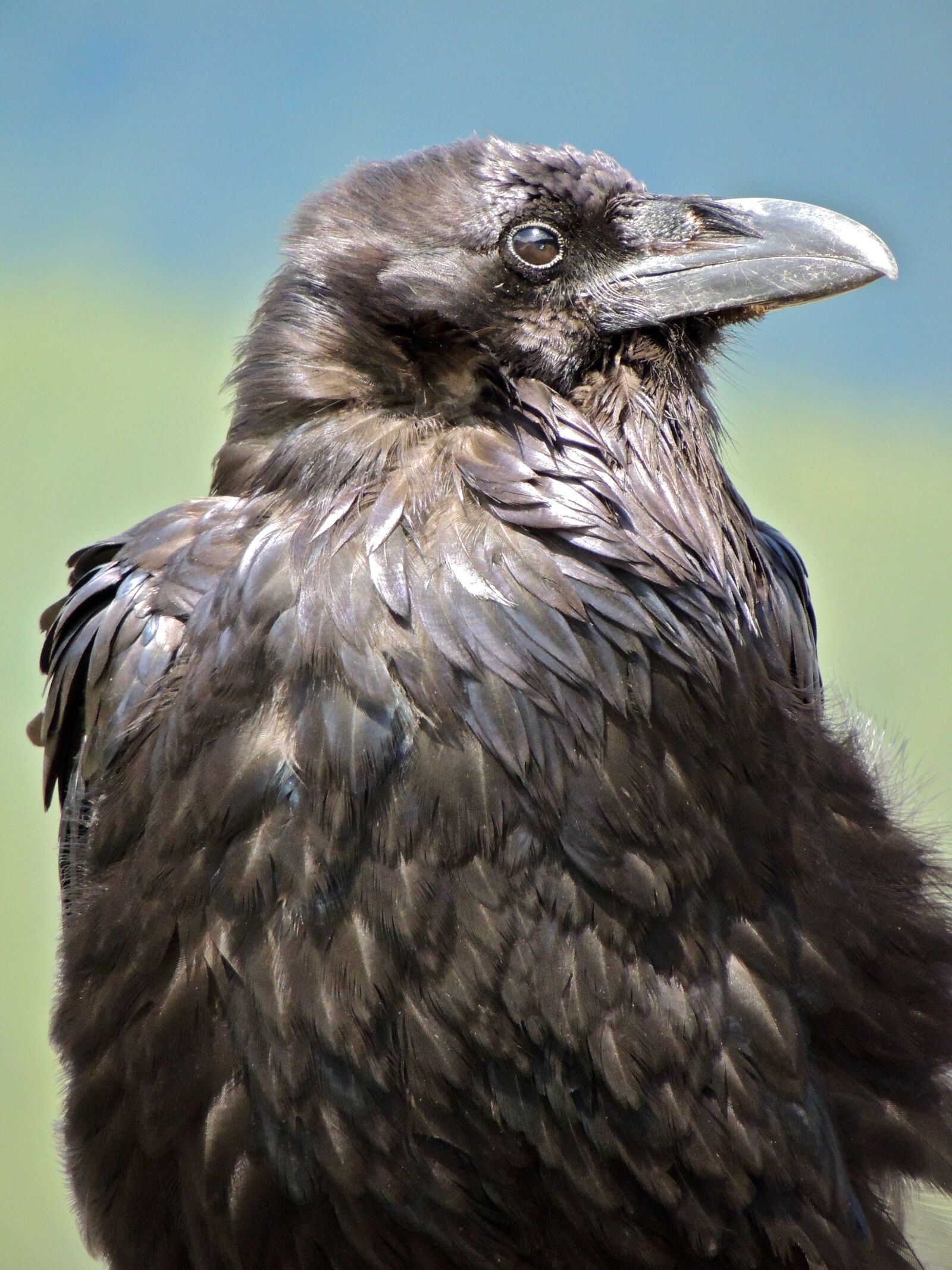 Nikon Coolpix P510 sample photo. Raven, black, bird photography