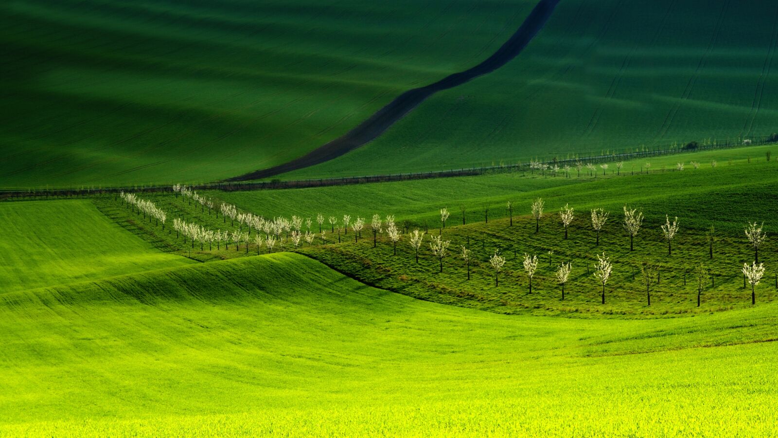 Sony ILCA-77M2 sample photo. Spring, green, trees photography
