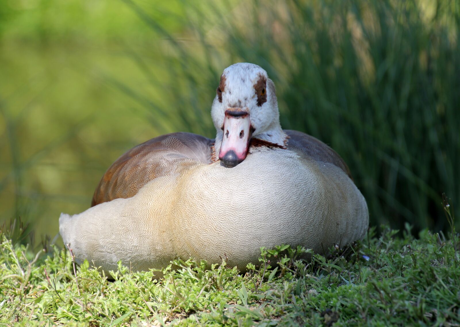 Canon EOS 60D sample photo. Nature, duck, beak photography