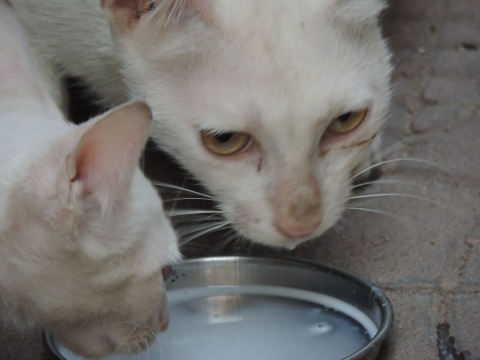 Nikon Coolpix P520 sample photo. Hungry, cat, kitten photography