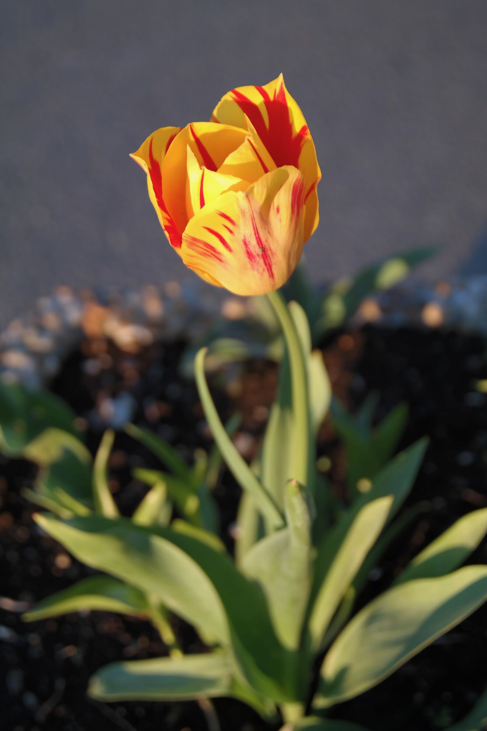 Samsung NX300 sample photo. Tulip, yellow, red photography