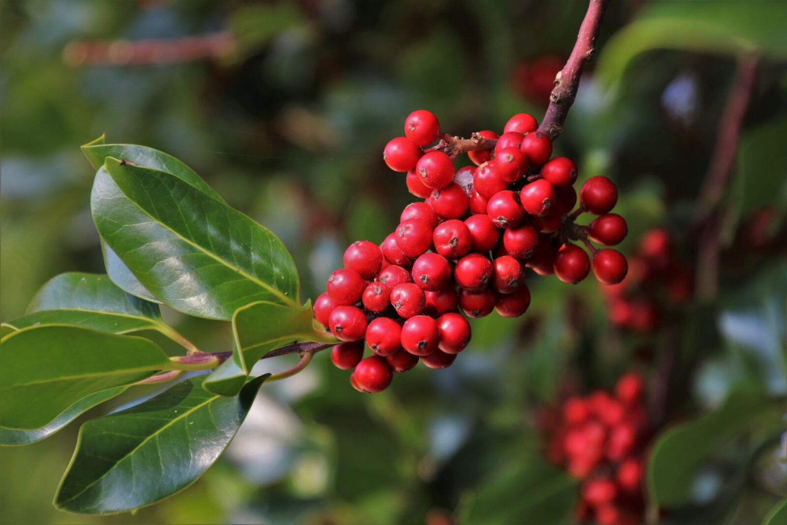 Canon EOS 80D sample photo. Red berries, sprig, green photography