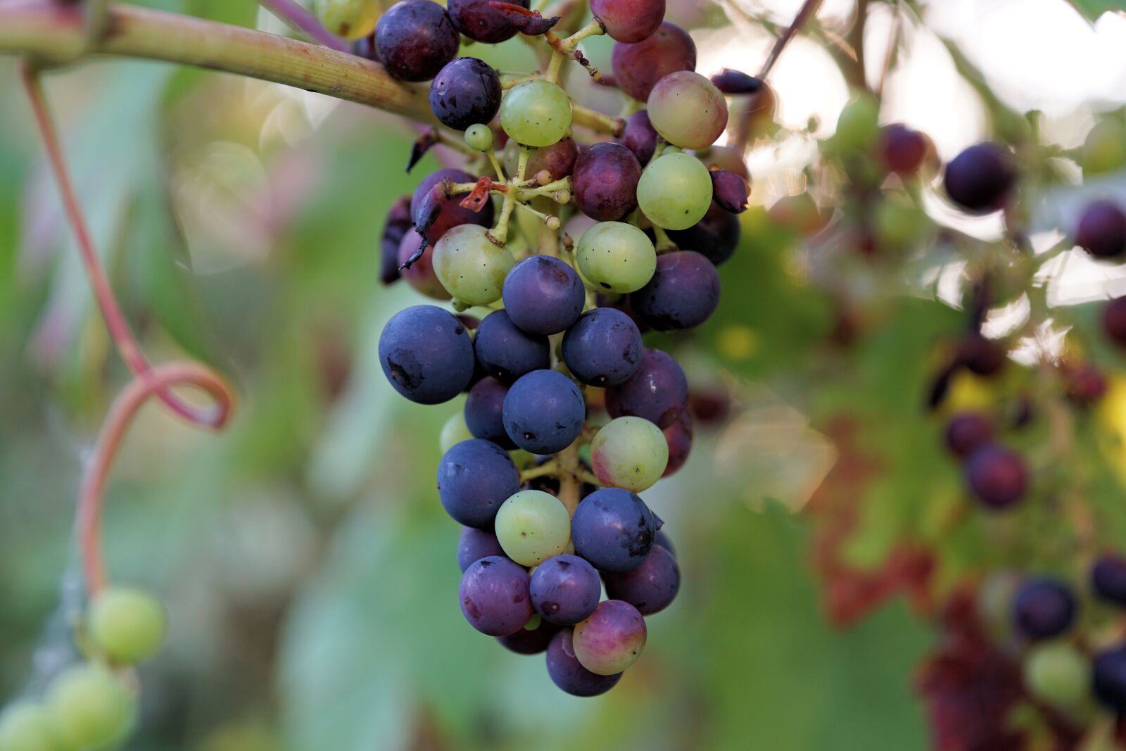 Sony a6000 + E 60mm F2.8 sample photo. Wine, grape, winegrowing photography
