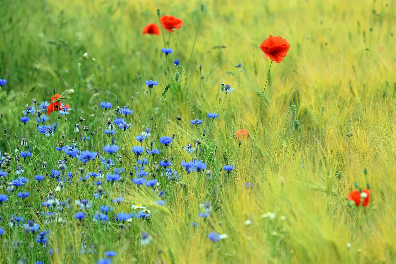 Nikon D3400 sample photo. Poppy, poppies, cornflowers photography