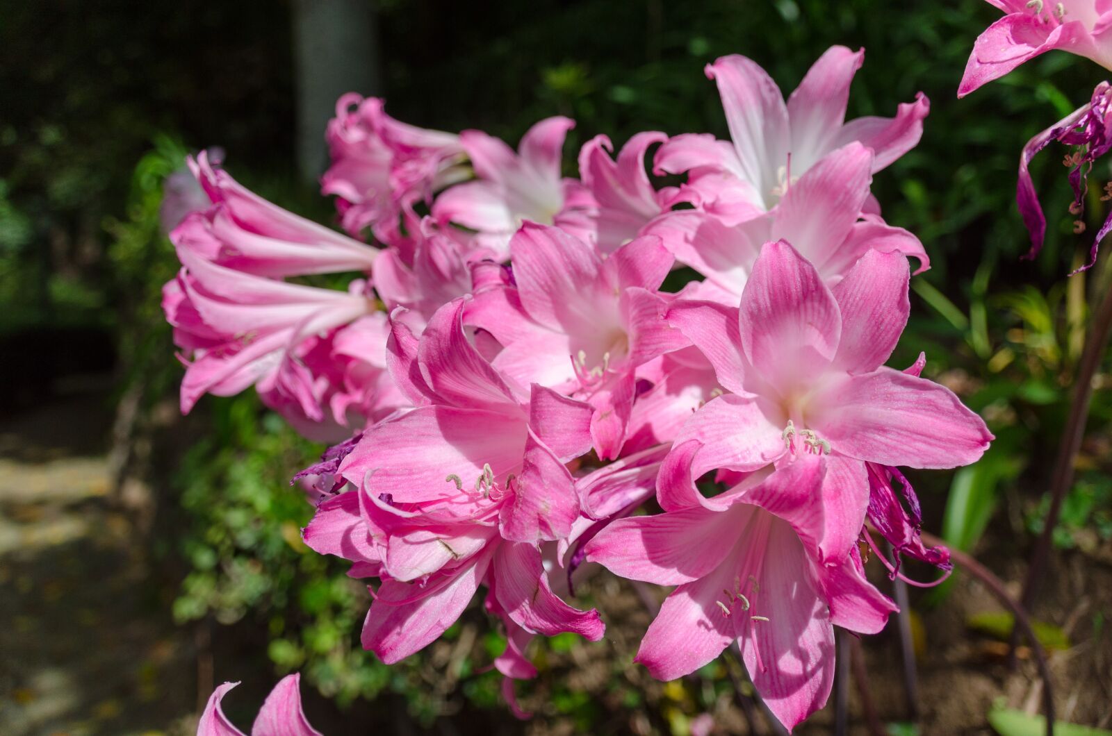 Nikon D5100 sample photo. Lily, daylily, botanical photography