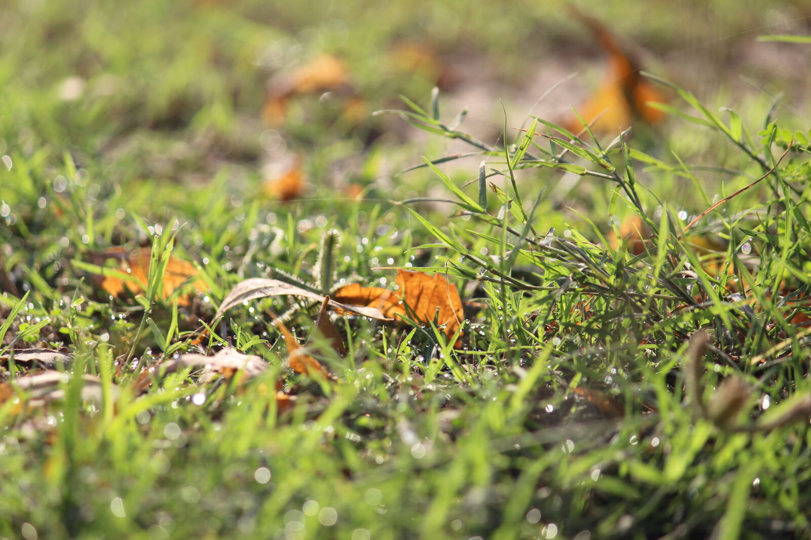 Canon EOS 700D (EOS Rebel T5i / EOS Kiss X7i) sample photo. Dew, dewdrop, dewdrops, grass photography