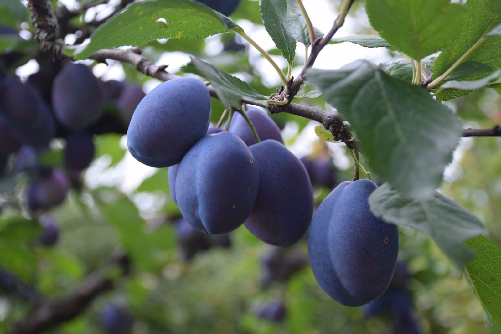 Nikon D5300 sample photo. Plum, tree, fruit photography