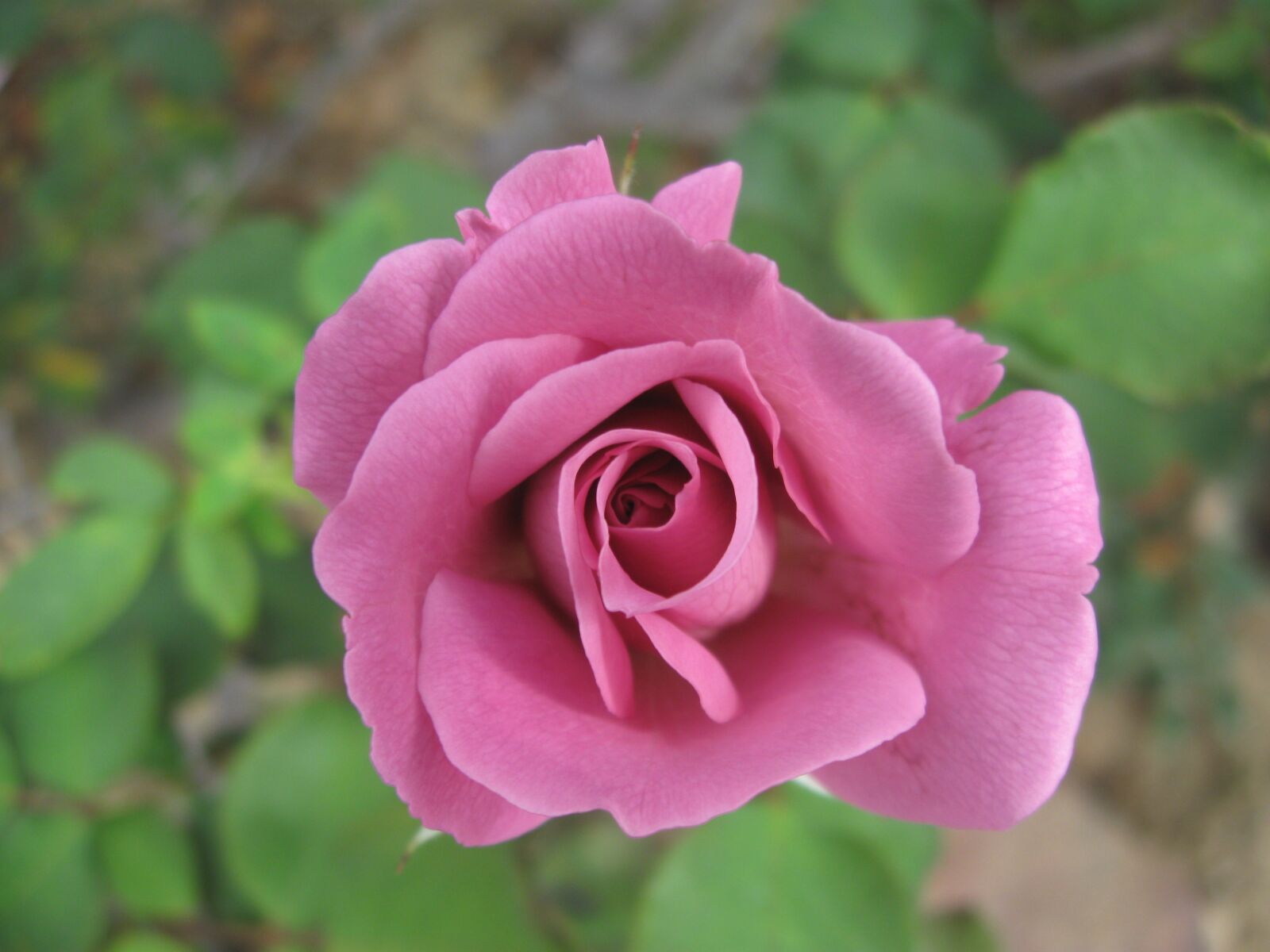 Canon PowerShot A580 sample photo. Heirloom rose, garden, purple photography