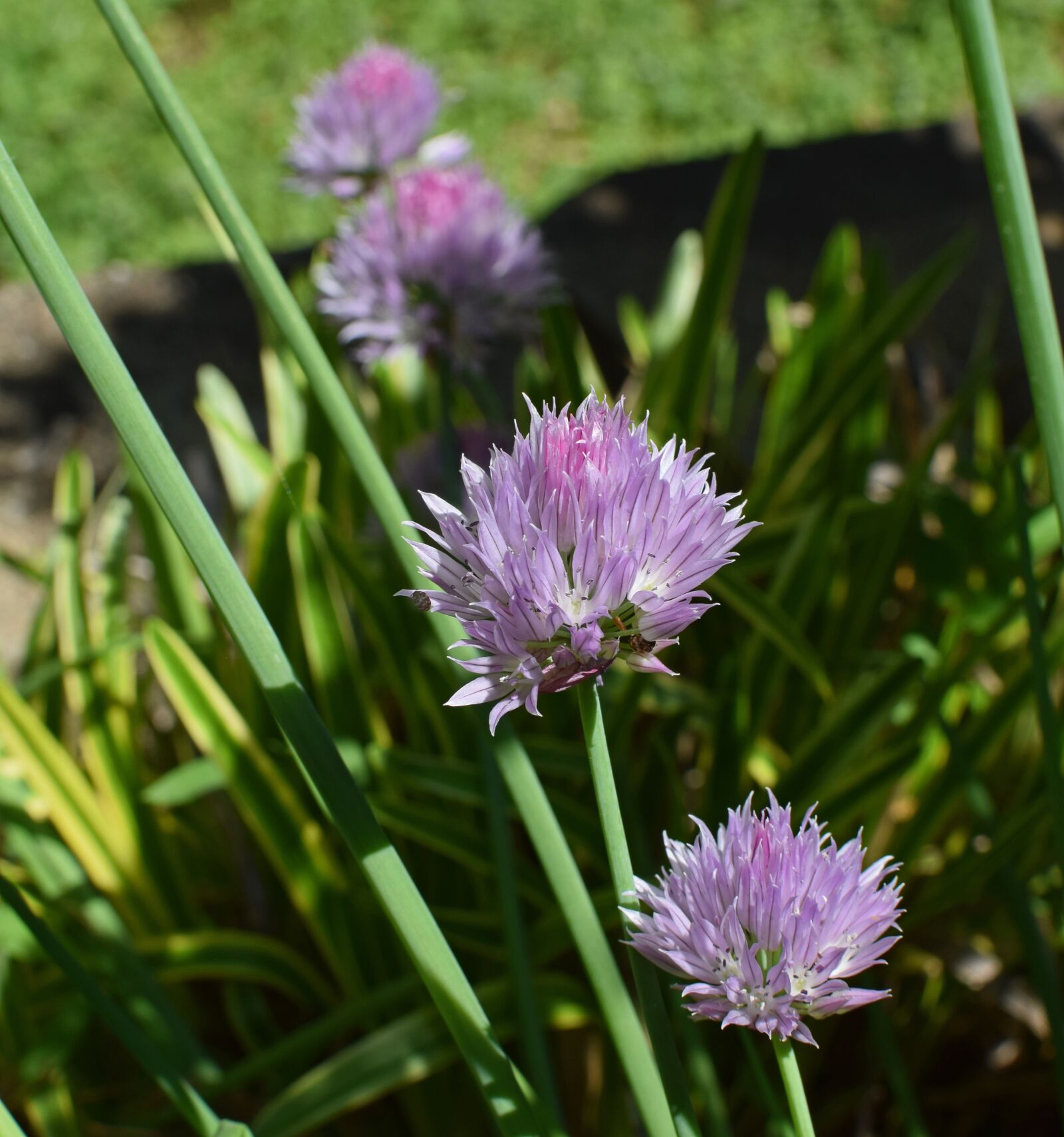 Nikon D3300 sample photo. Chives, herb, blossom photography