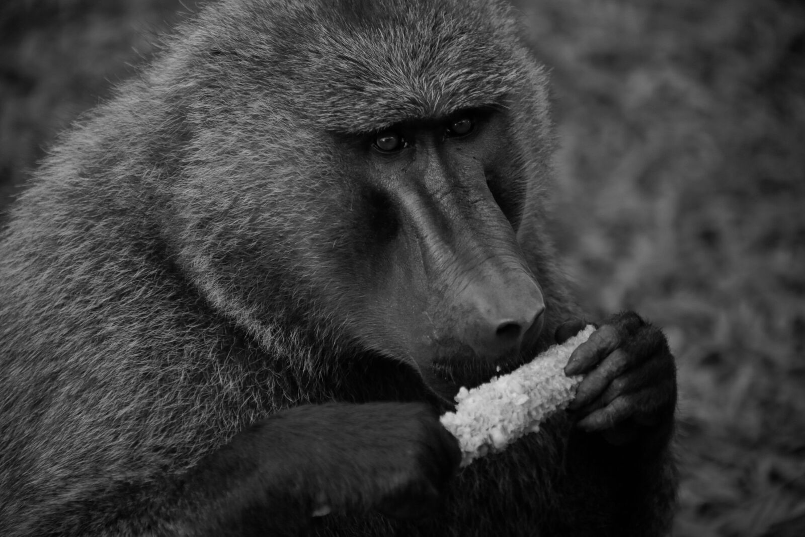 Canon EF 75-300mm f/4-5.6 sample photo. Animal, animal, photography, animal photography