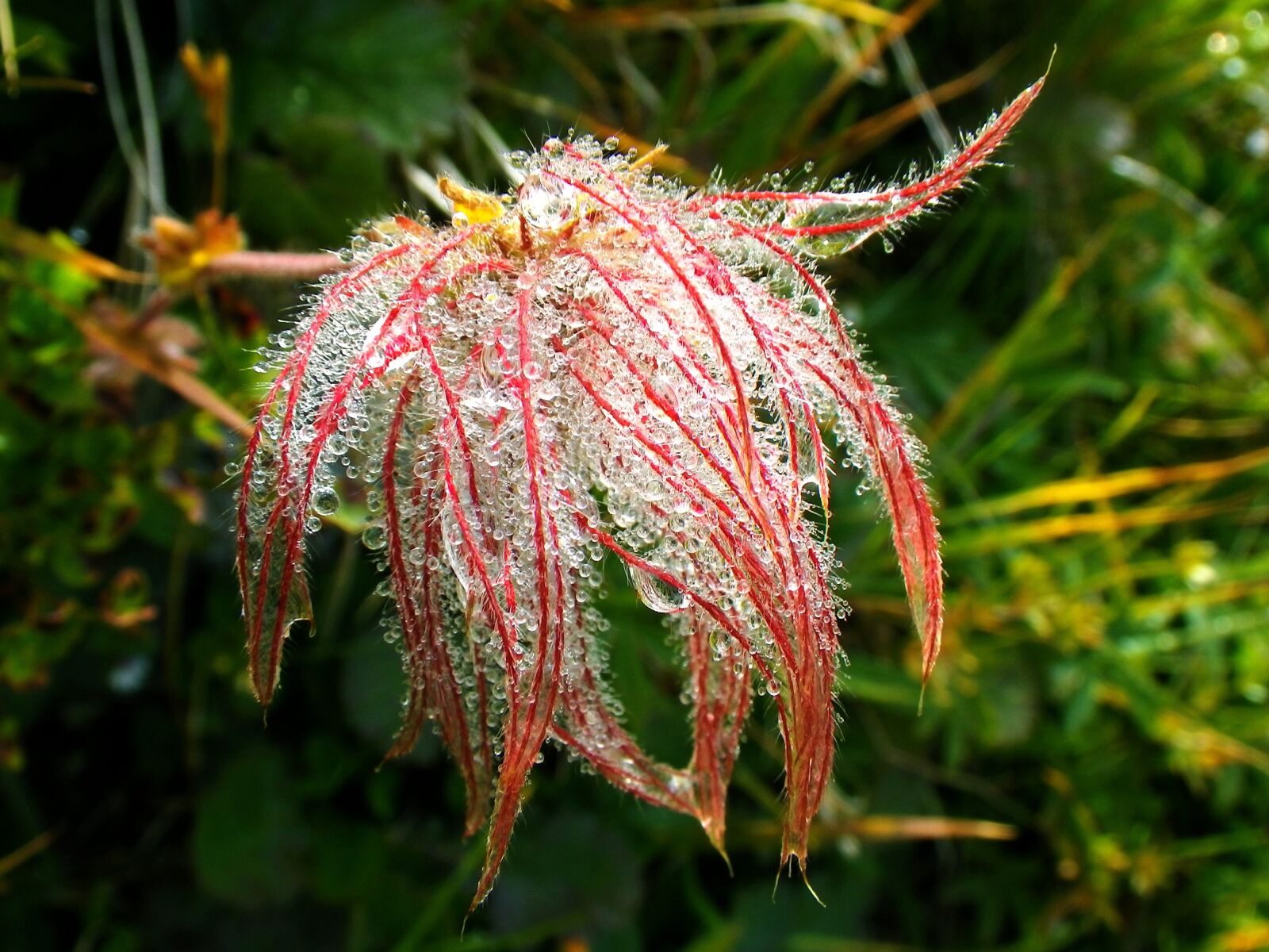 Pentax Optio W90 sample photo. Flower, morgentau, dewdrop photography