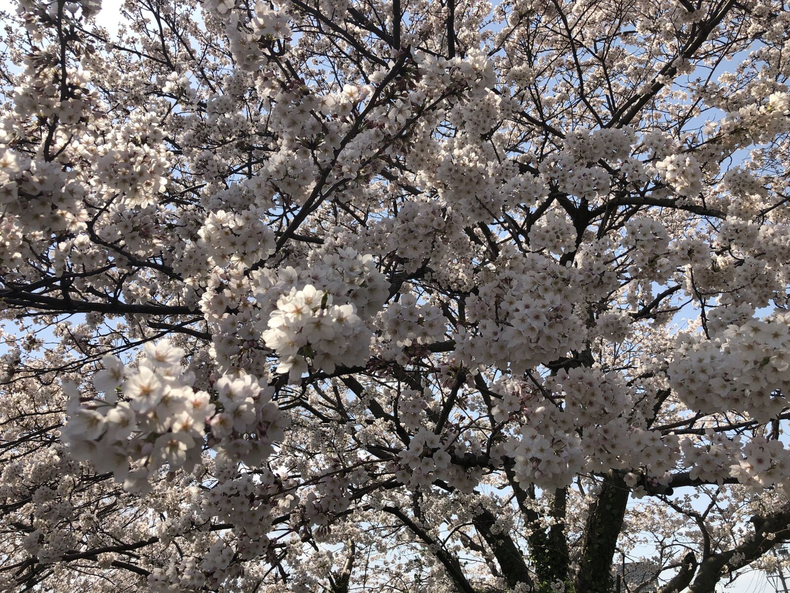 Apple iPhone X sample photo. Sakura, cherry blossoms photography