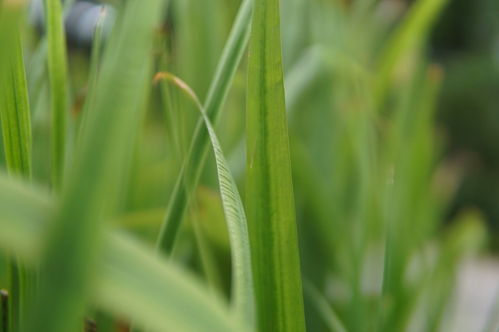 Sony a6000 + 30mm F1.4 DC DN | Contemporary 016 sample photo. Grass, blade, plants photography