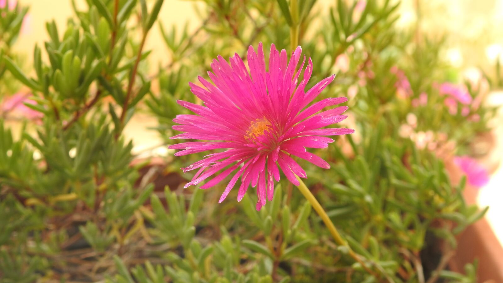 Nikon Coolpix P900 sample photo. Flower, vase, garden photography