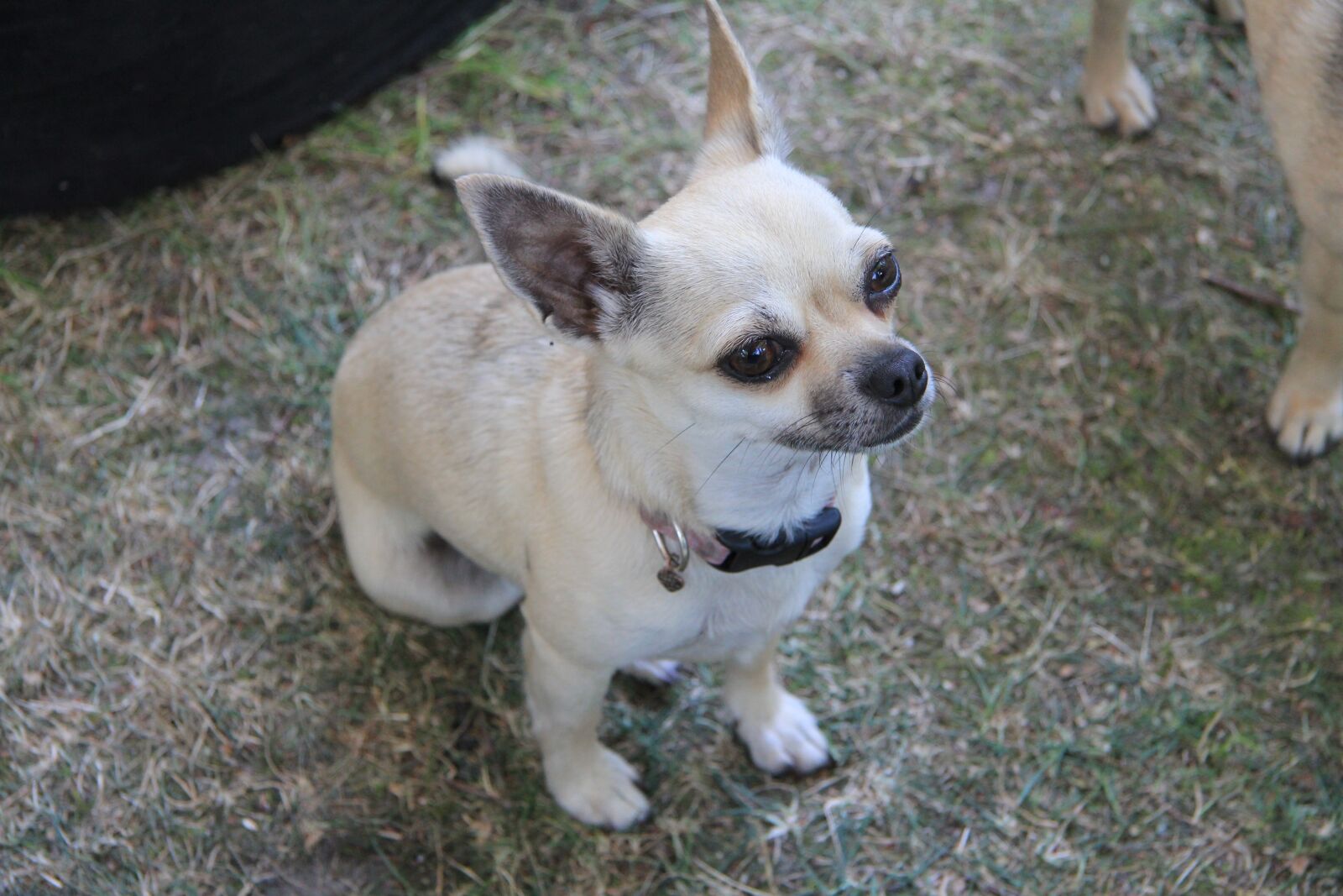 Canon EF-S 17-85mm F4-5.6 IS USM sample photo. Chihuahua, dog, cute photography