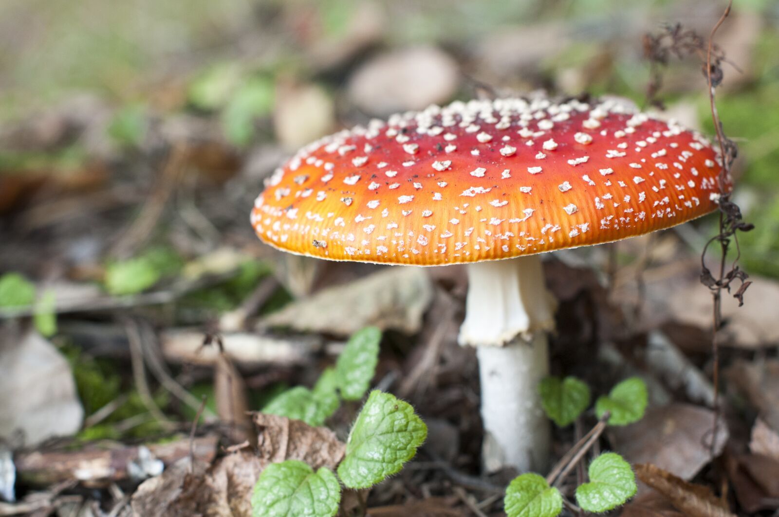 Nikon D300 sample photo. Mushroom, autumn, amanita photography