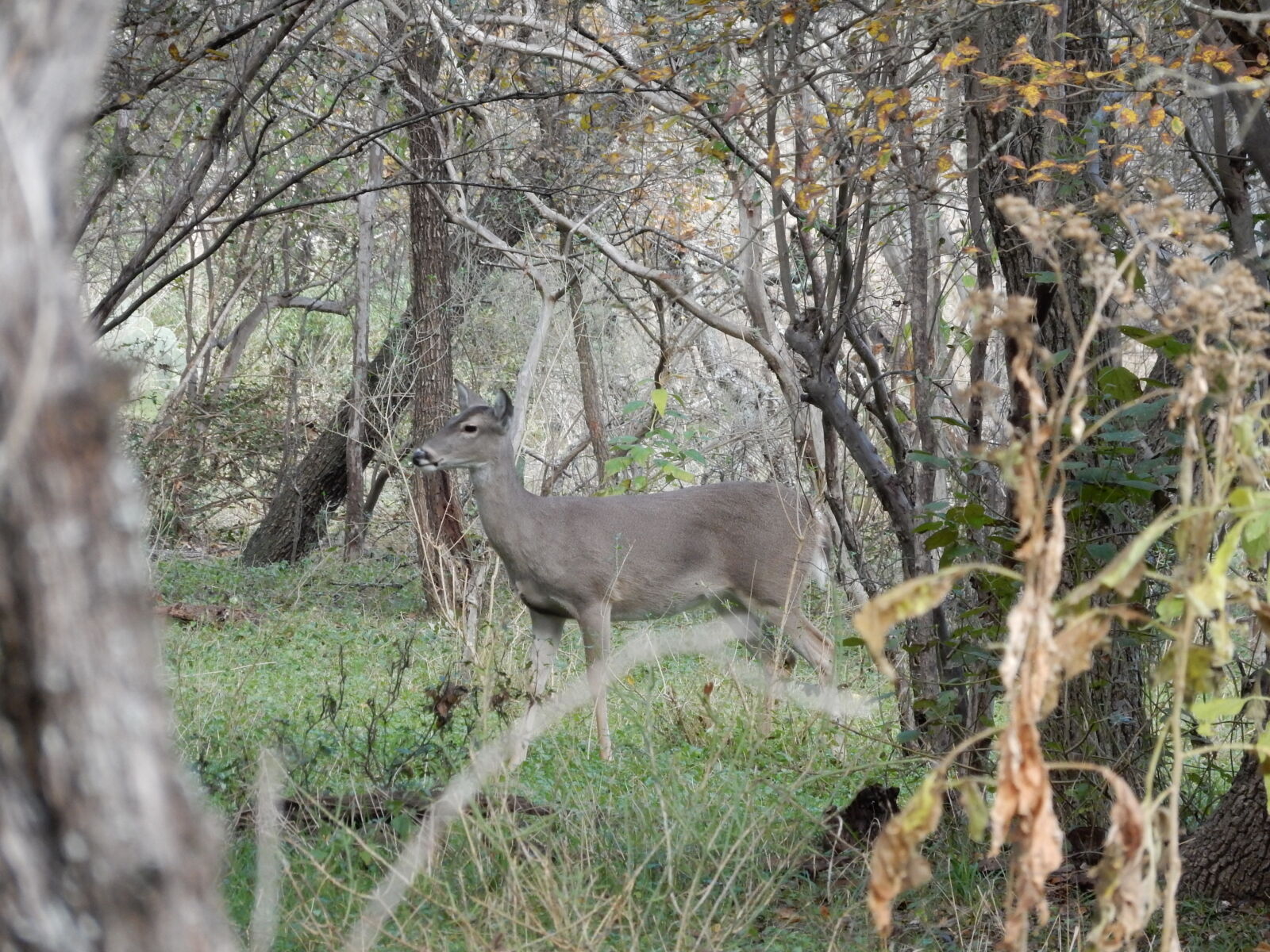Nikon Coolpix S9900 sample photo. Deer, trail photography