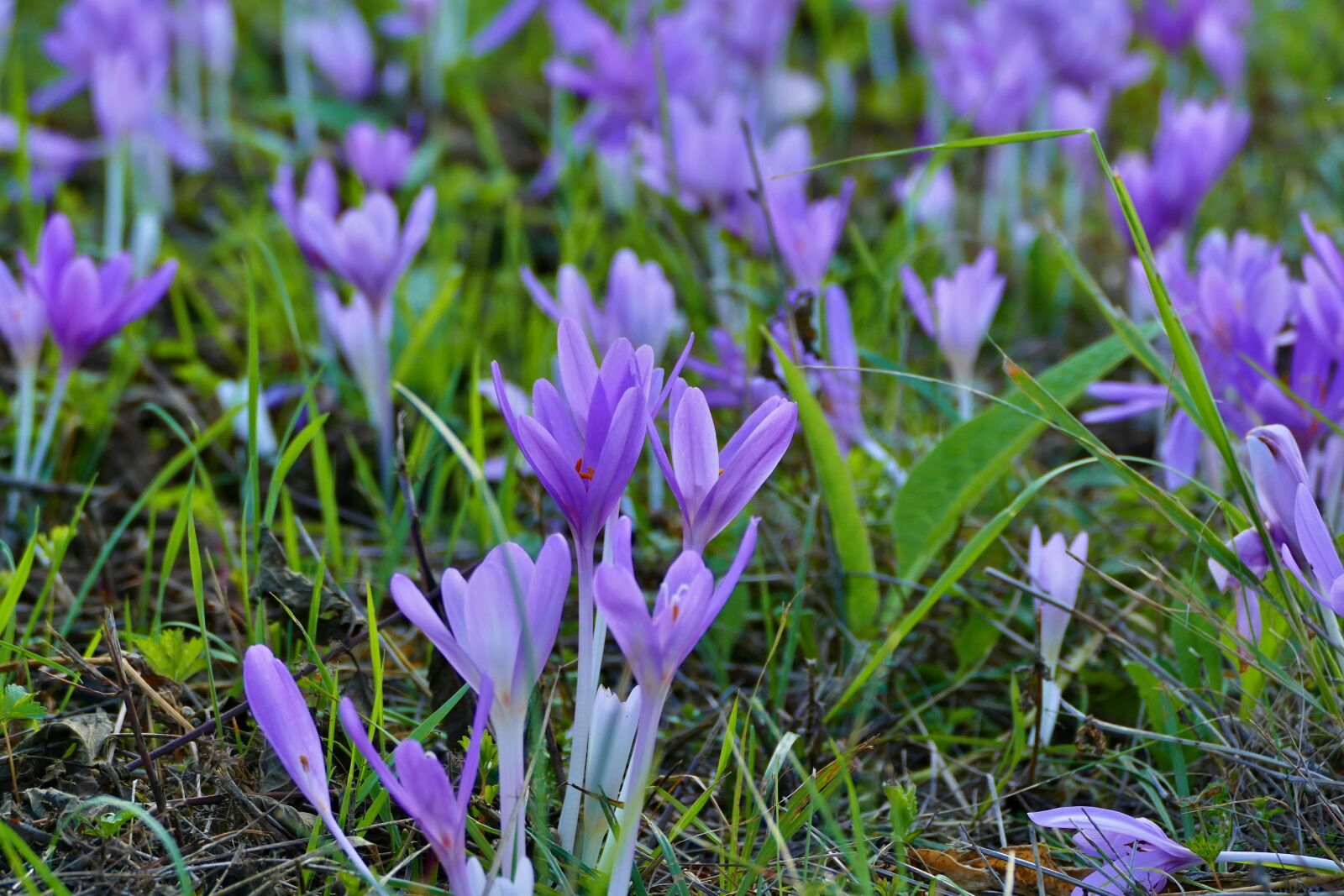 Panasonic Lumix DMC-FZ1000 sample photo. Jesienka, common, flower photography