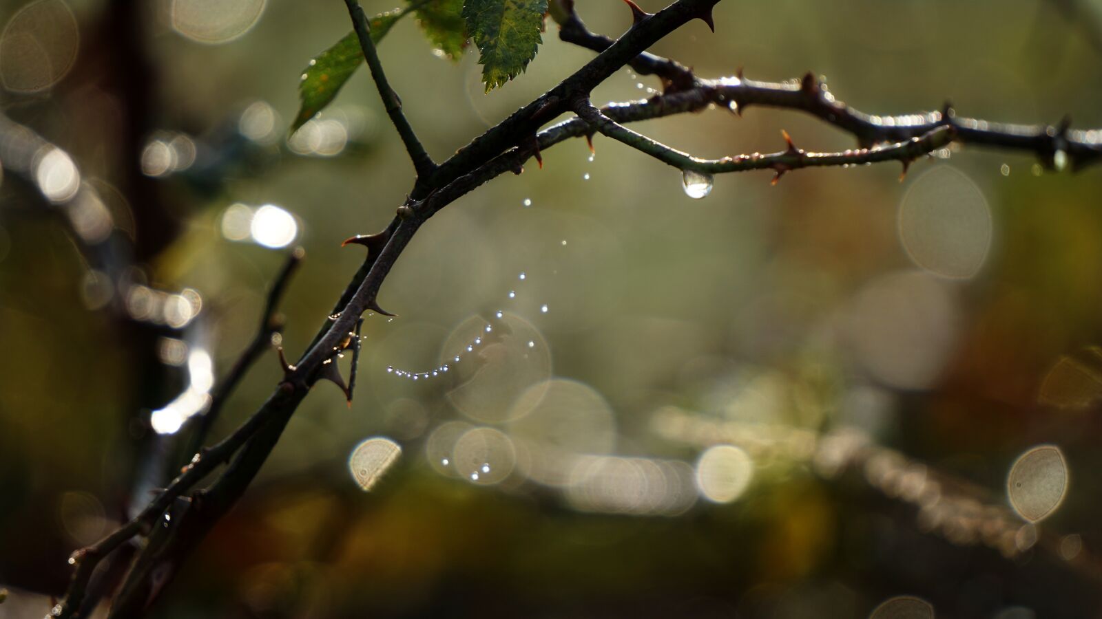 Sony E 55-210mm F4.5-6.3 OSS sample photo. Nature, autumn, morgentau photography