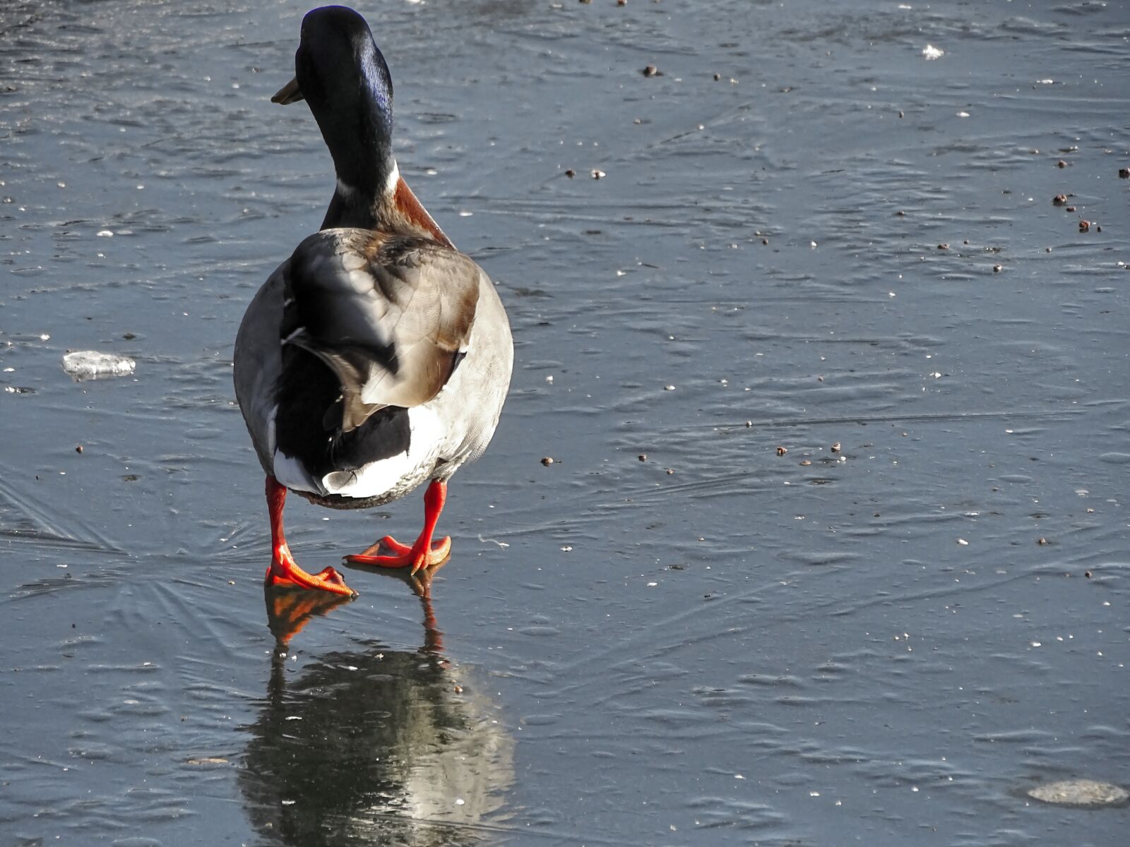 Sony Cyber-shot DSC-HX400V sample photo. Duck, ice, drake photography