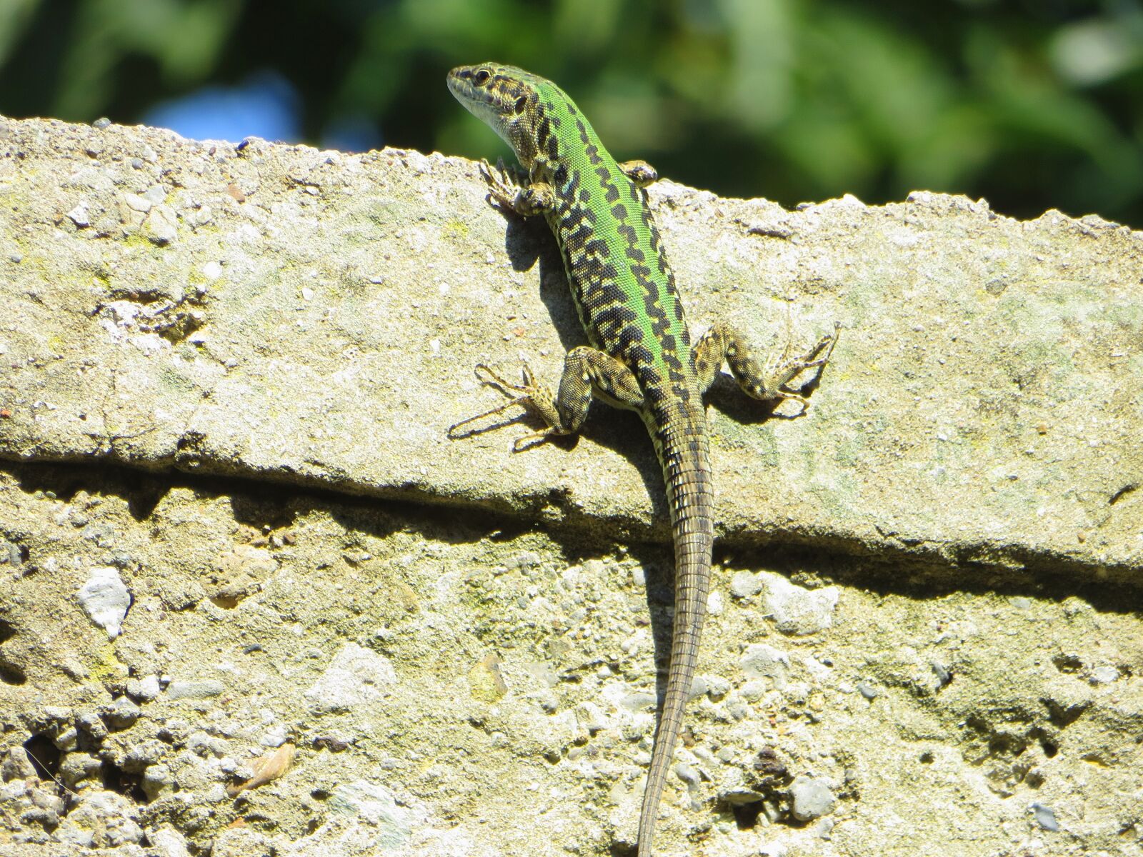 Canon PowerShot SX240 HS sample photo. Lizard, green, wall photography