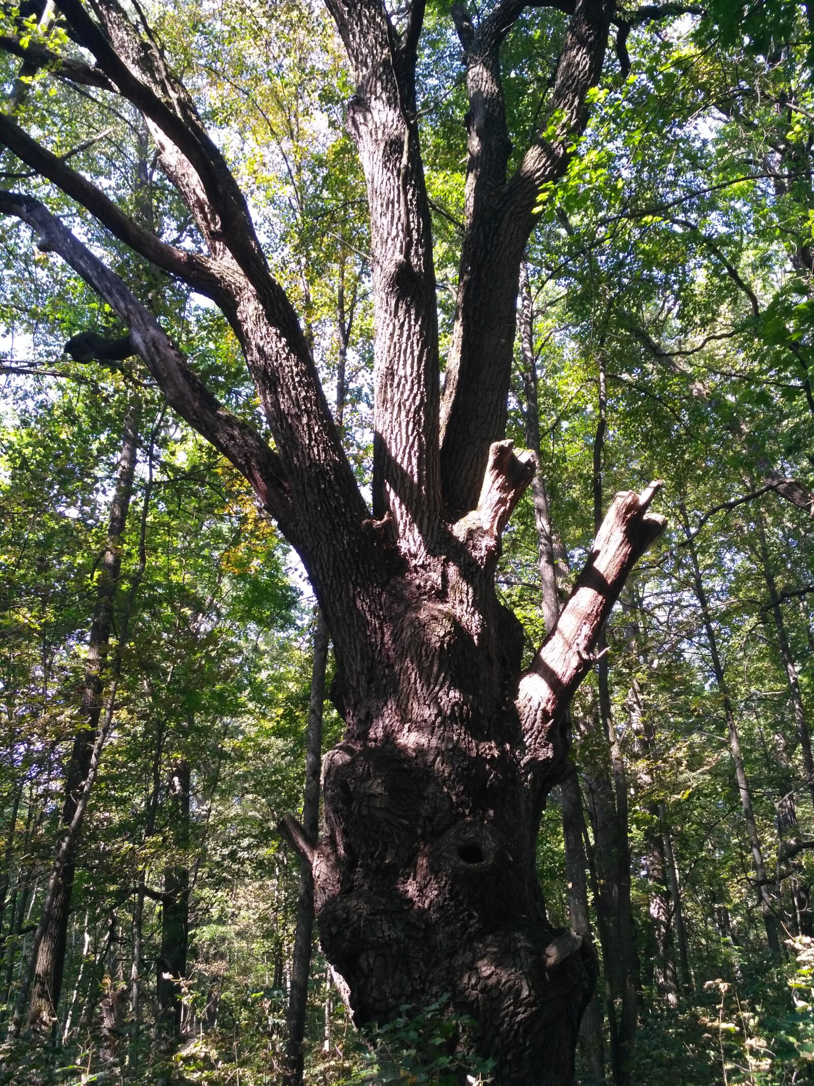 Xiaomi Redmi 3S sample photo. Wood, old tree, nature photography