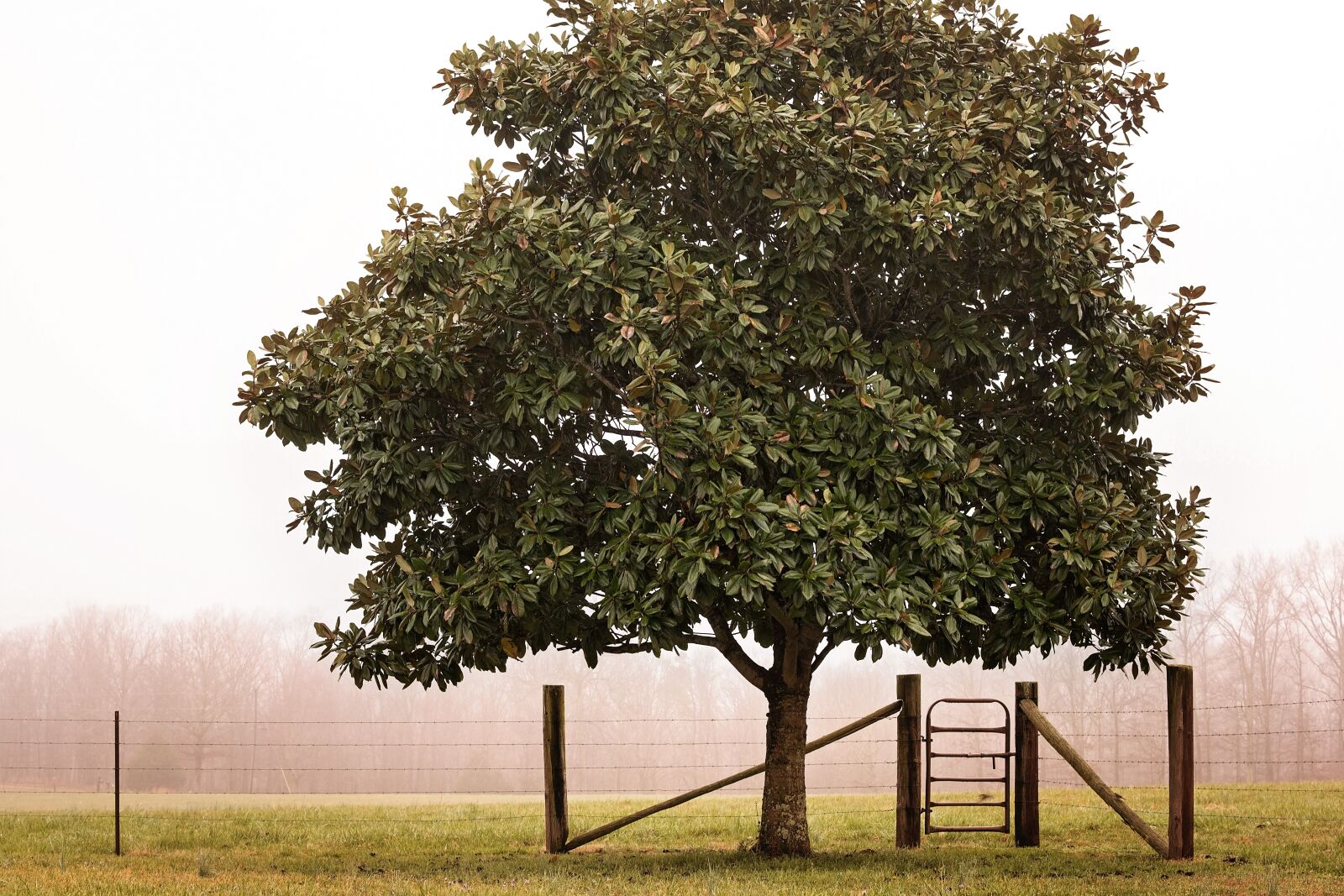 Nikon D810 sample photo. Fence gate, magnolia tree photography