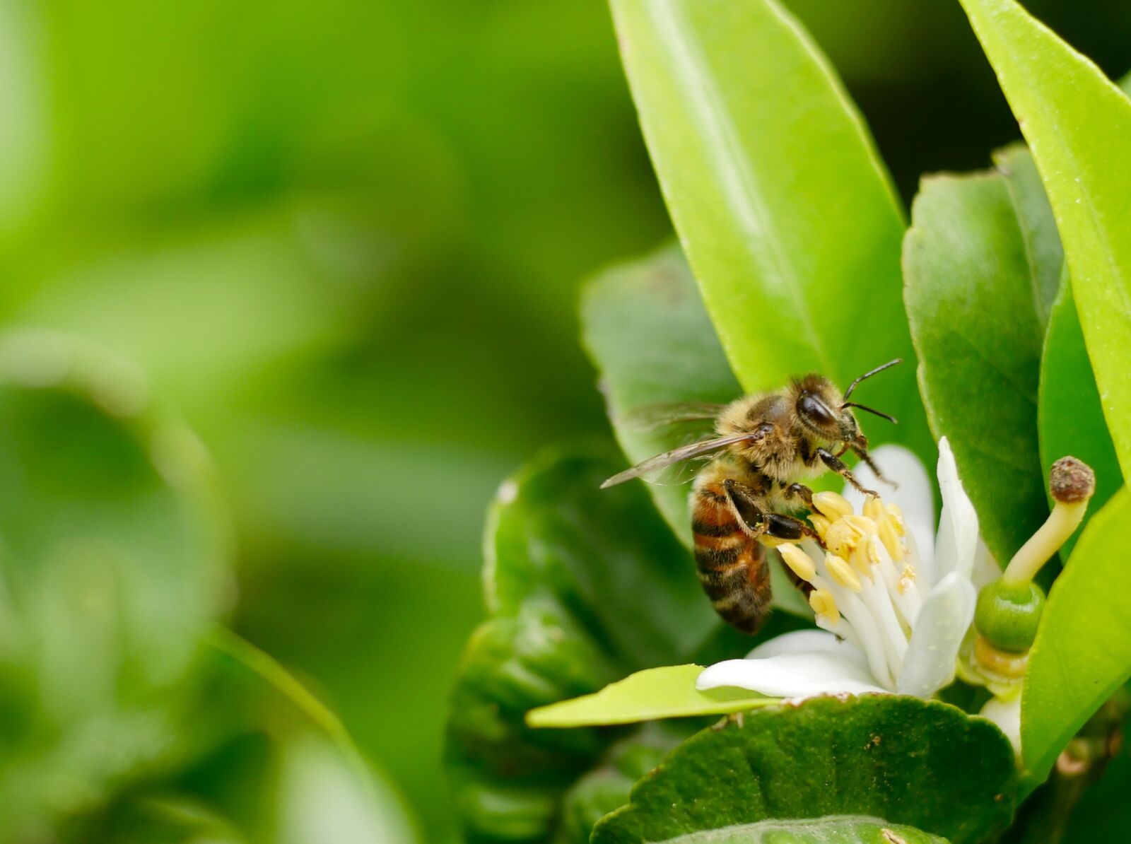 Panasonic DMC-G70 sample photo. Bee, mediterranean flower, yasmin photography