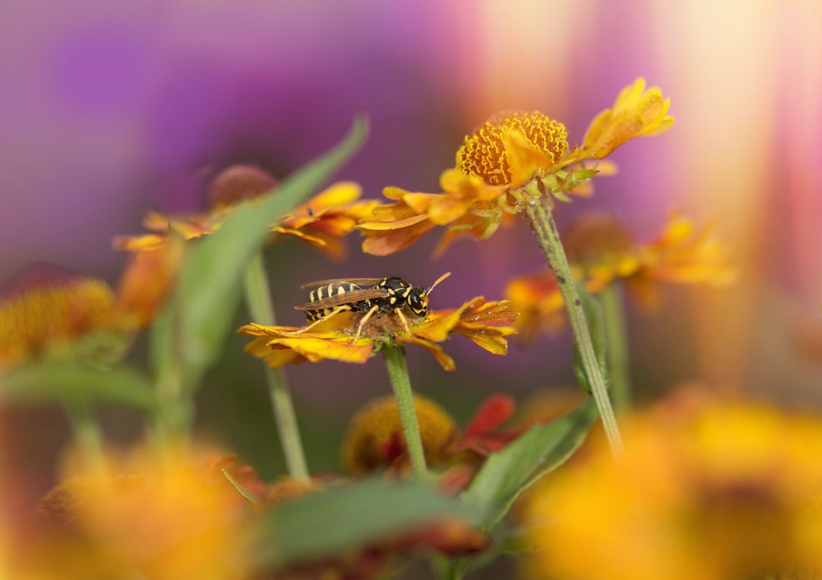 Sony SLT-A77 + 105mm F2.8 sample photo. Wasp, sun brews, flowers photography